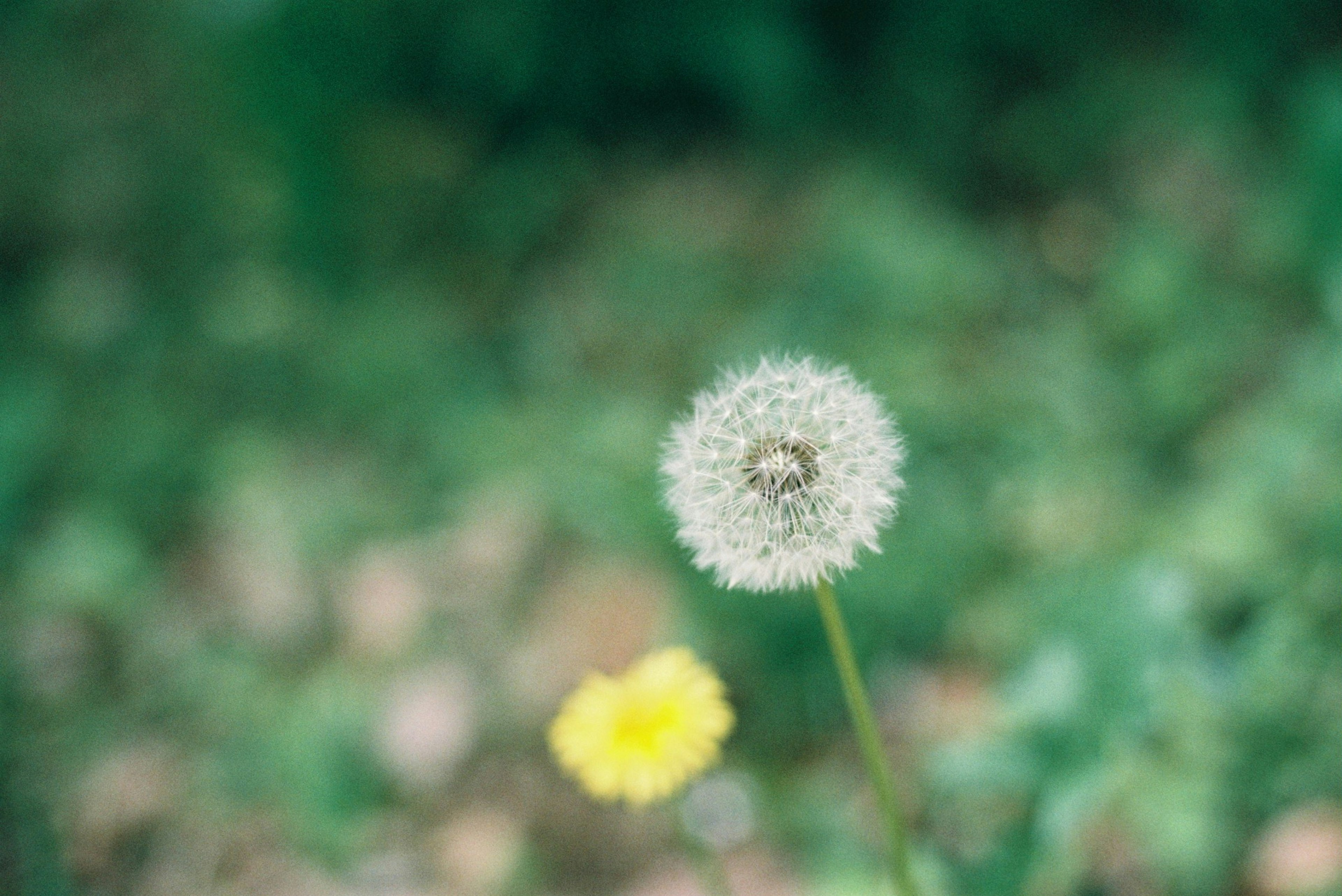 A dandelion puff and a yellow flower against a green background