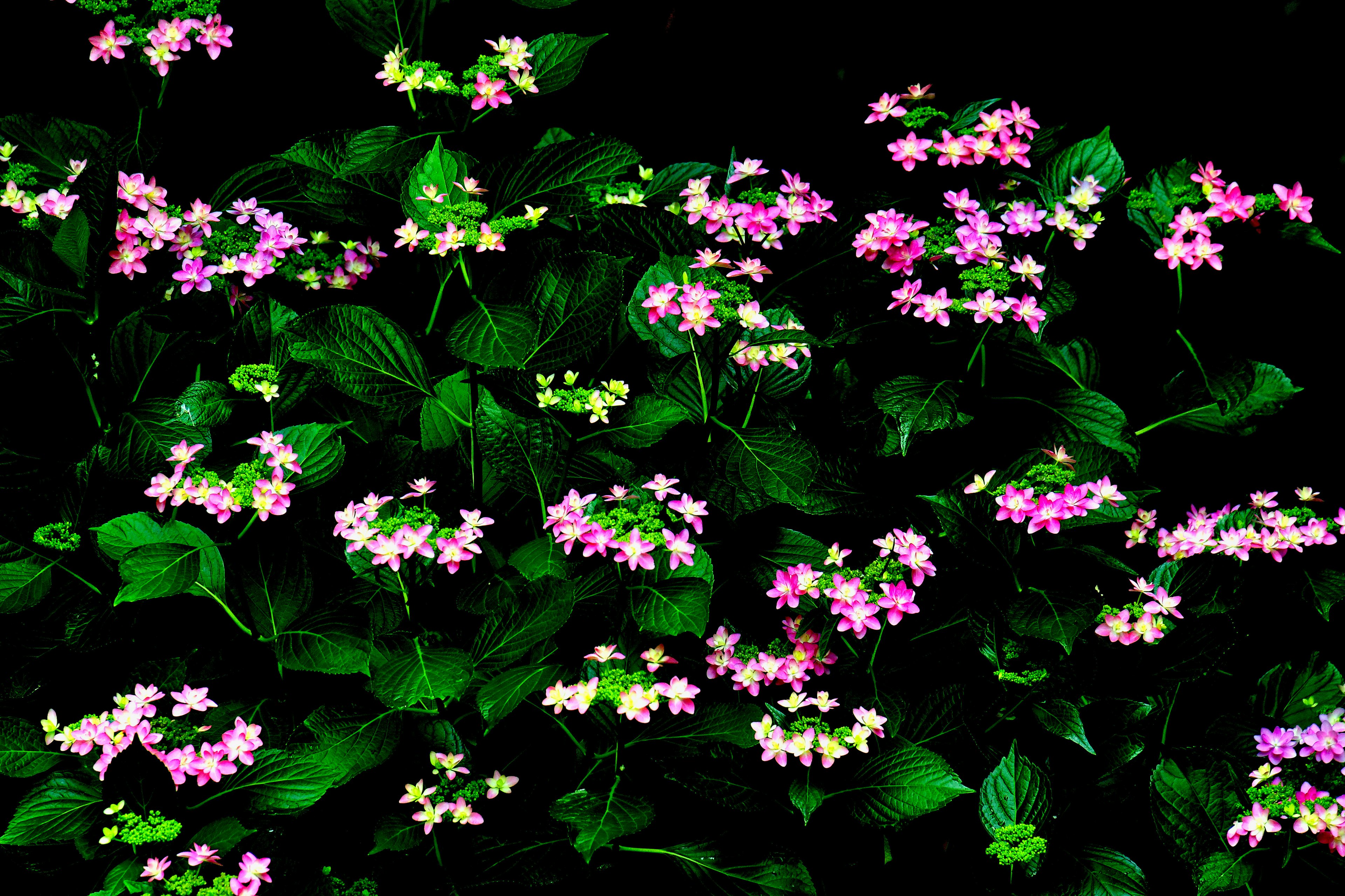 A vibrant display of small pink flowers surrounded by green leaves