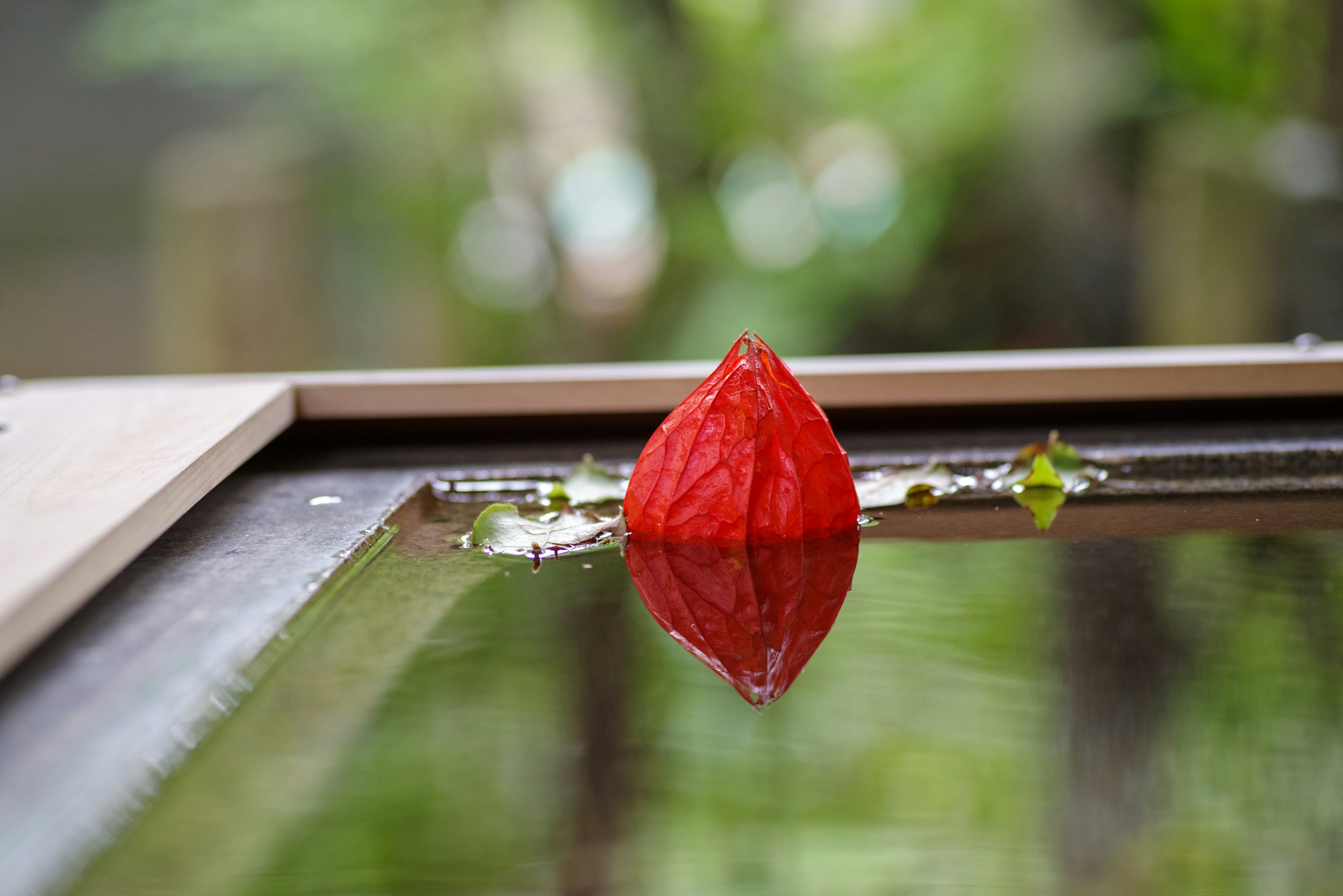 A red flower floating on the water surface in a serene setting