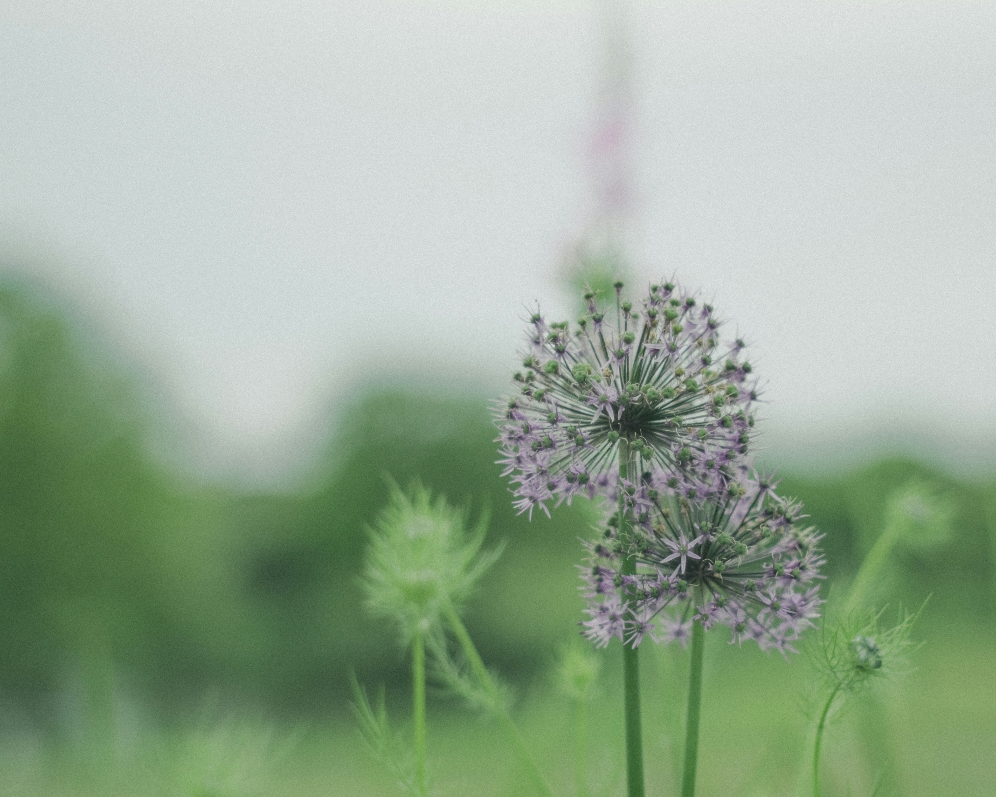 Fleurs violettes épanouies sur un fond vert