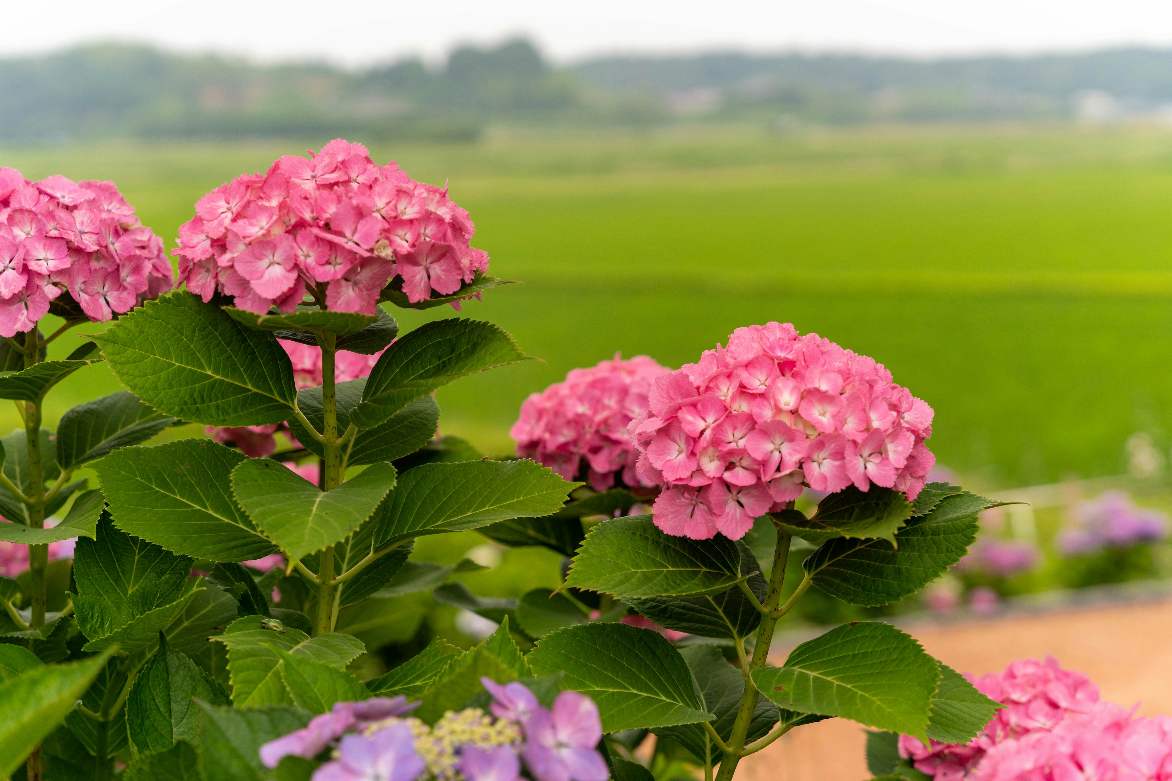 Fiori di ortensia rosa vivaci con un paesaggio verdeggiante