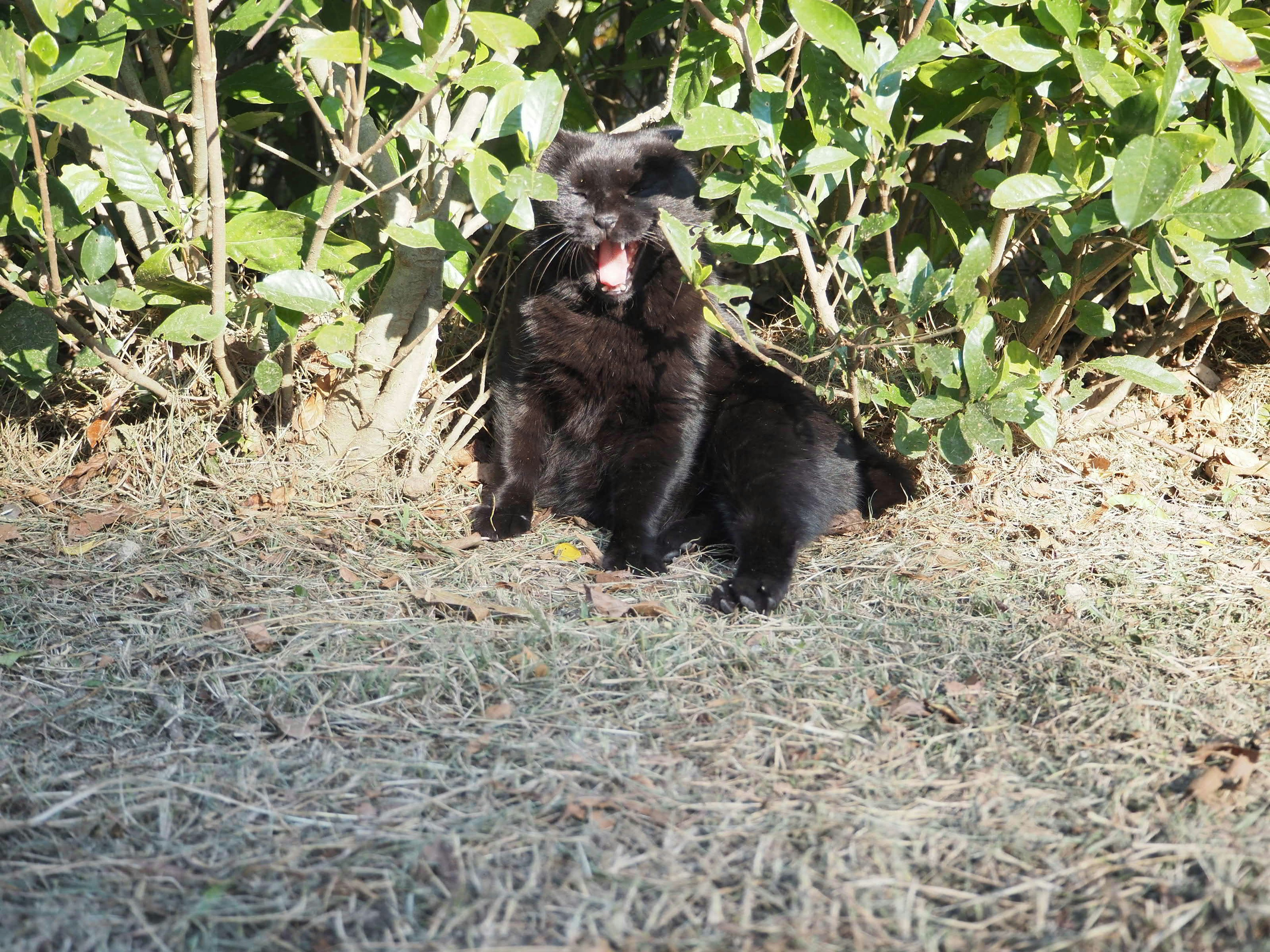 Black dog playing in the bushes