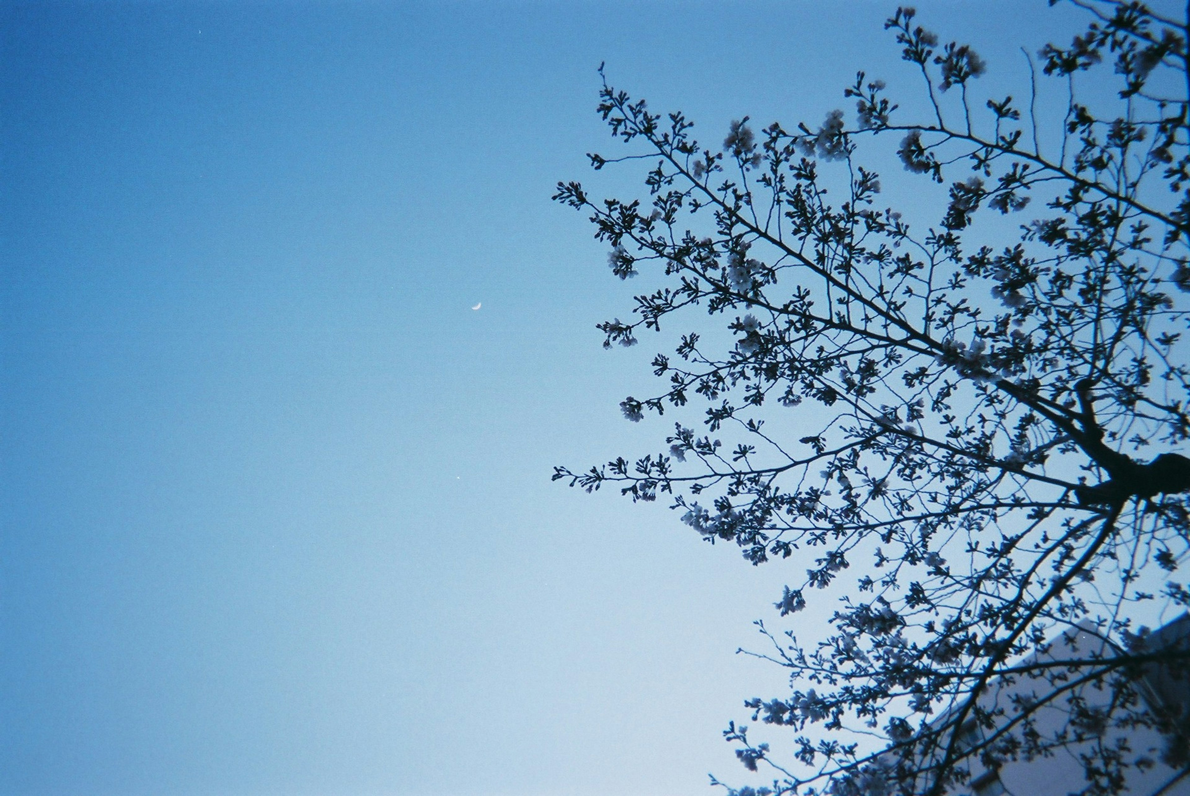 Cherry blossoms against a clear blue sky