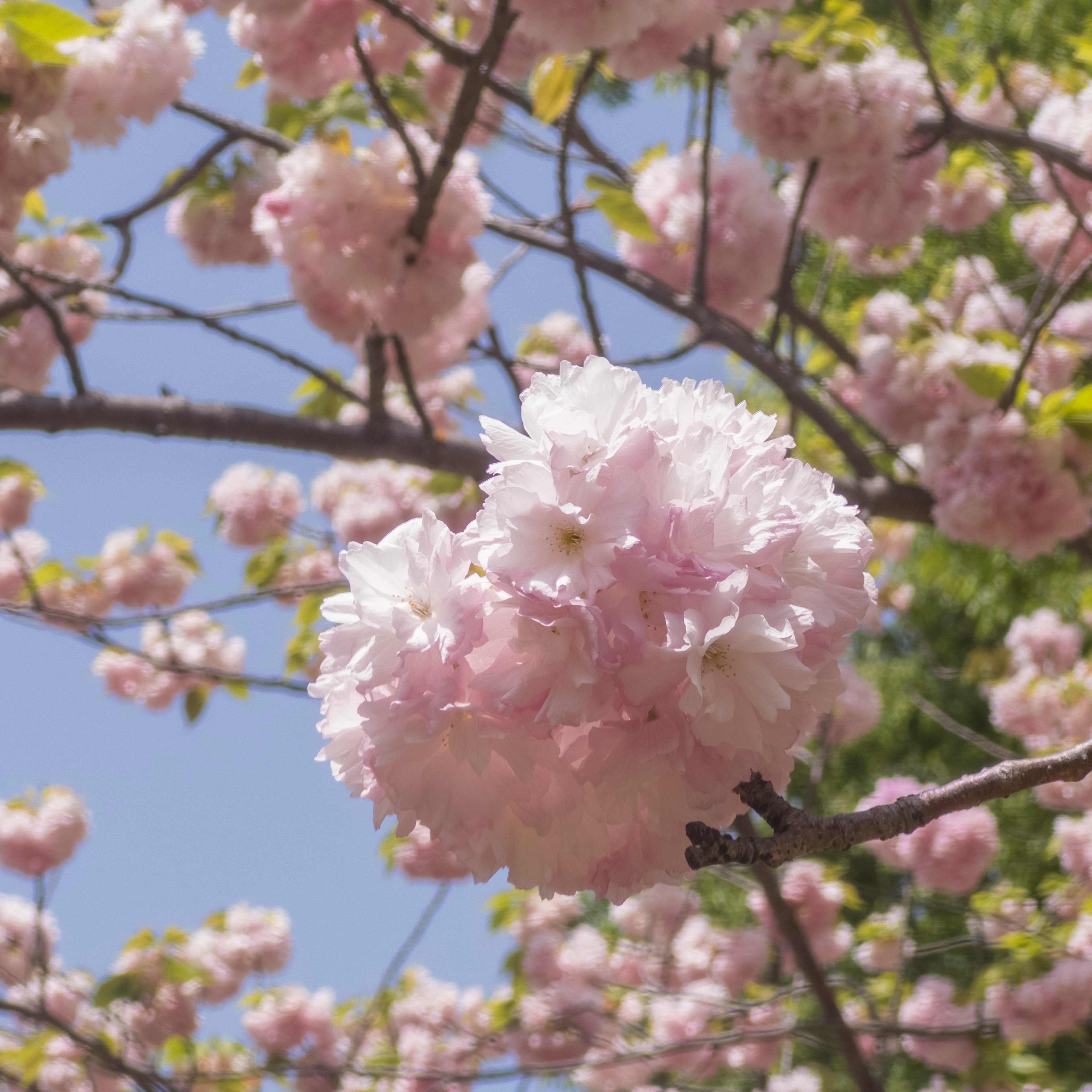 桜の木のピンク色の花が満開の様子