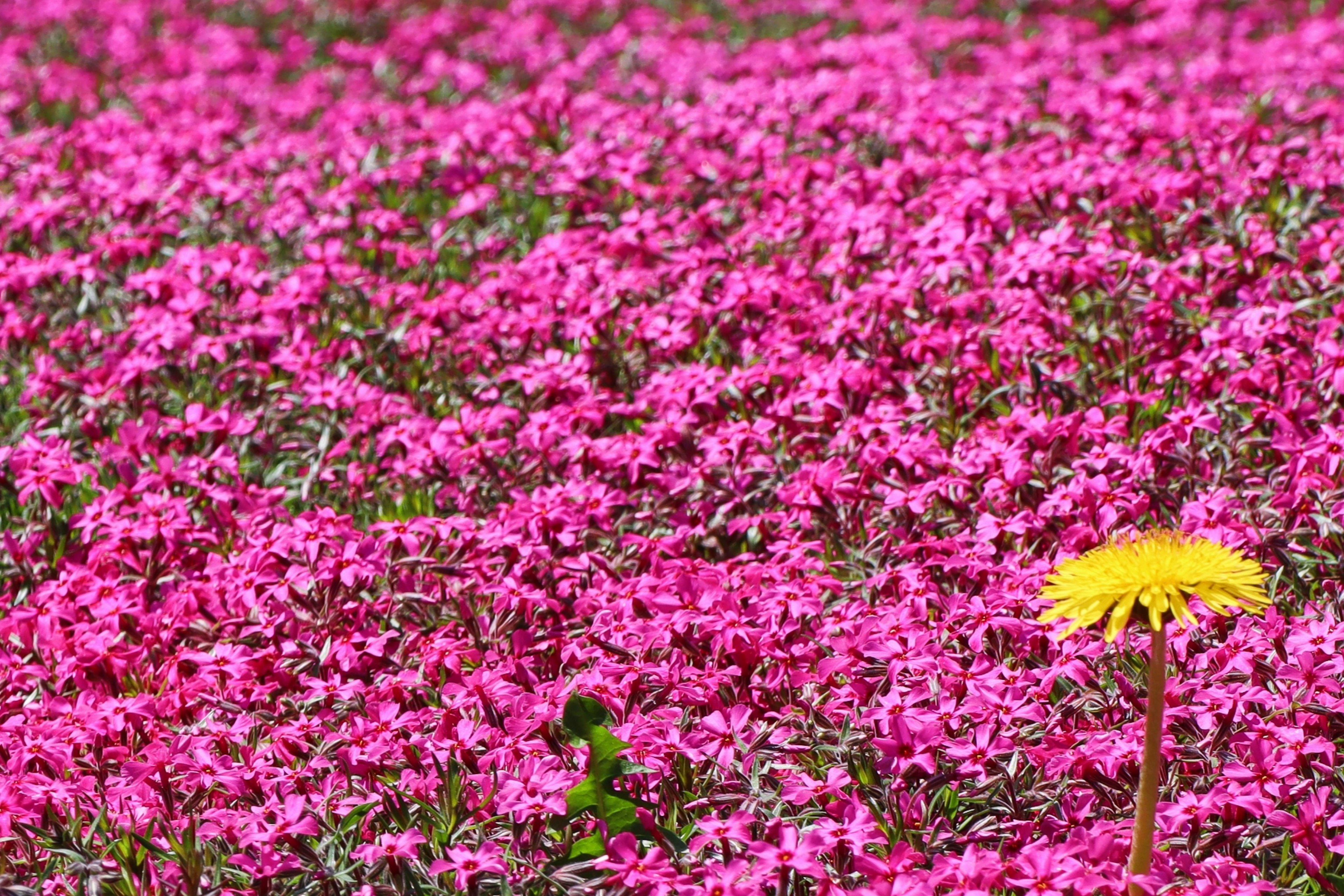 Fiore giallo circondato da fiori rosa vivaci