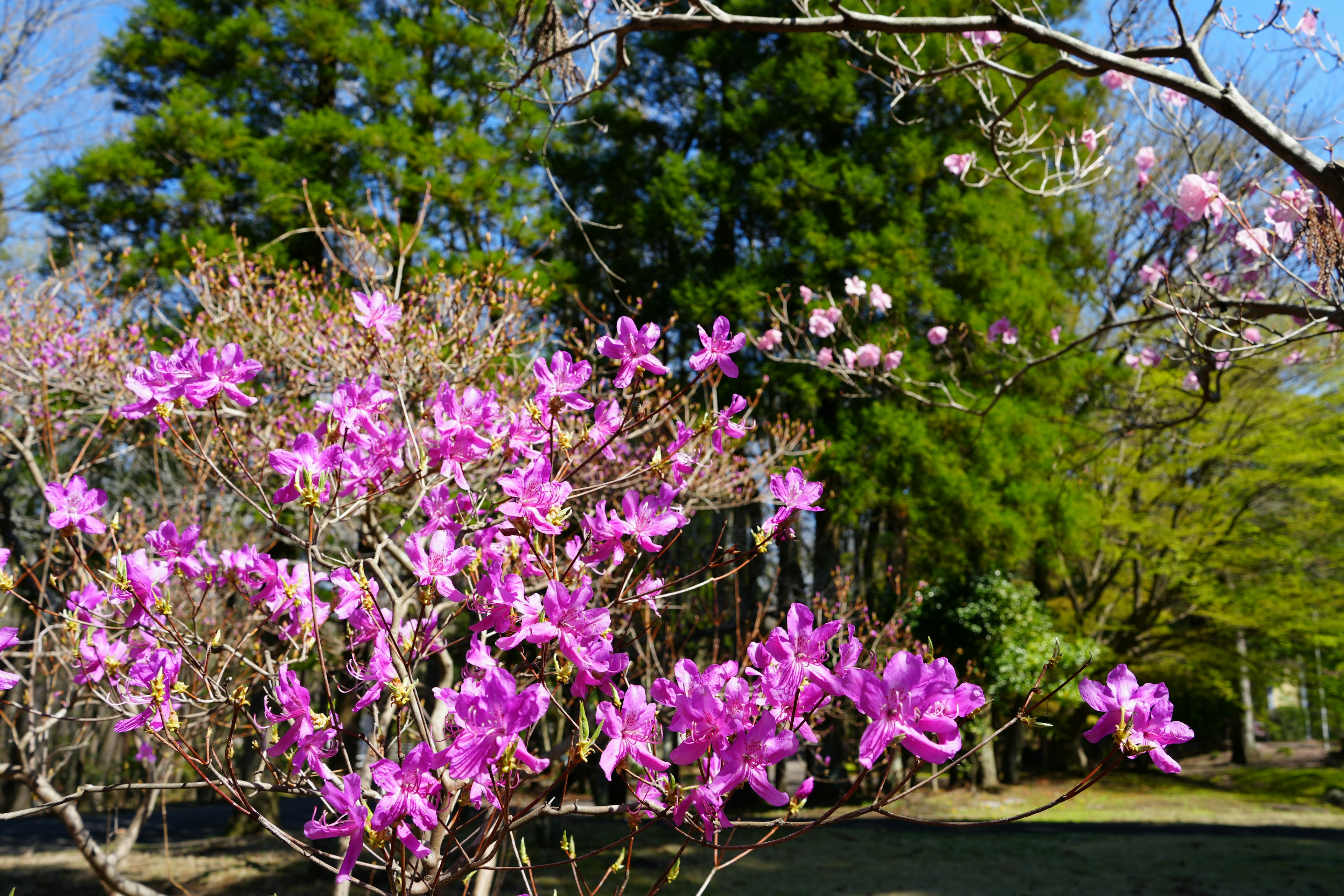 Flores rosas vibrantes floreciendo en árboles con un cielo azul claro y follaje verde de fondo