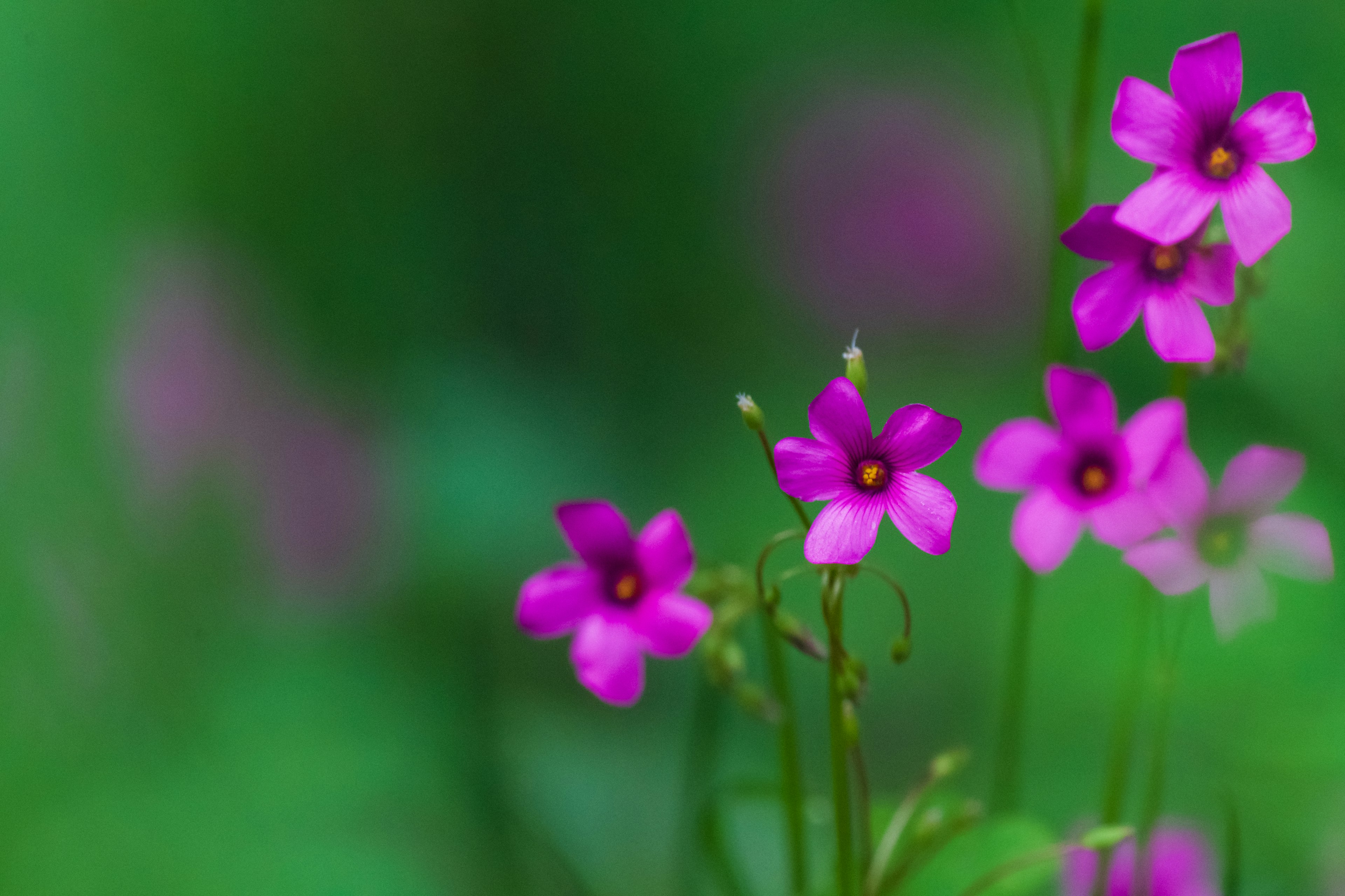 ดอกไม้สีม่วงสดใสบานในพื้นหลังสีเขียวเบลอ