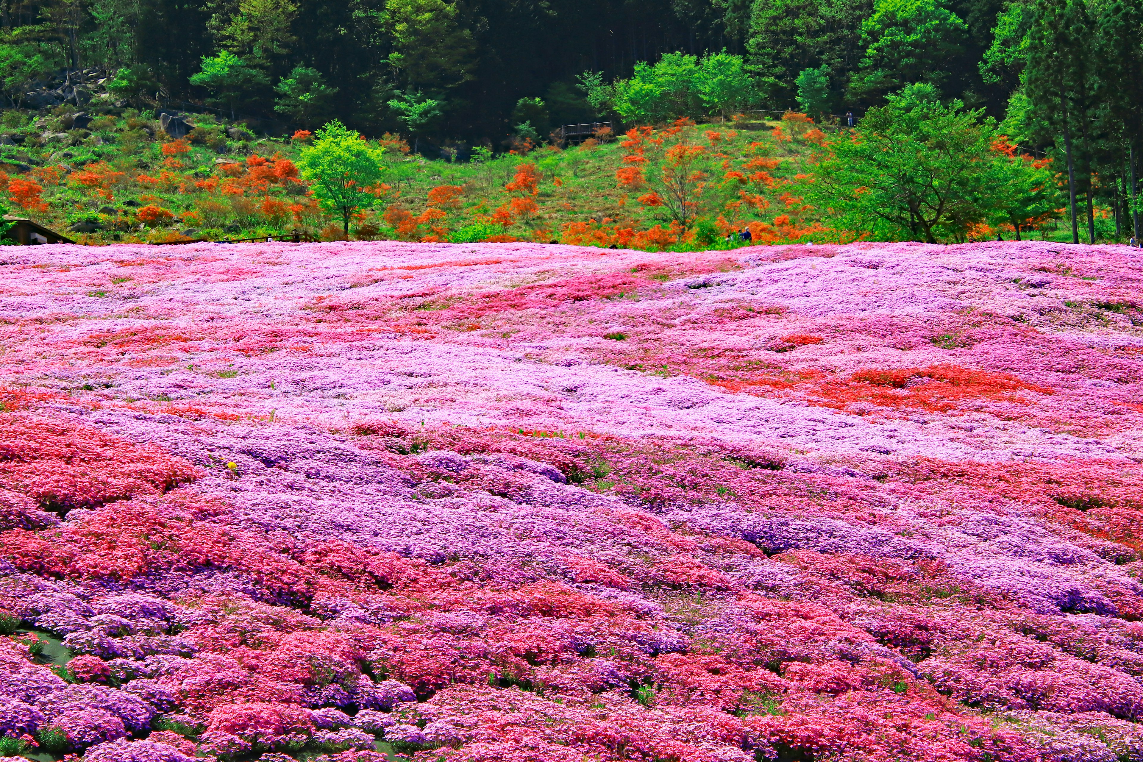 광활한 꽃밭과 생생한 분홍색과 보라색 꽃