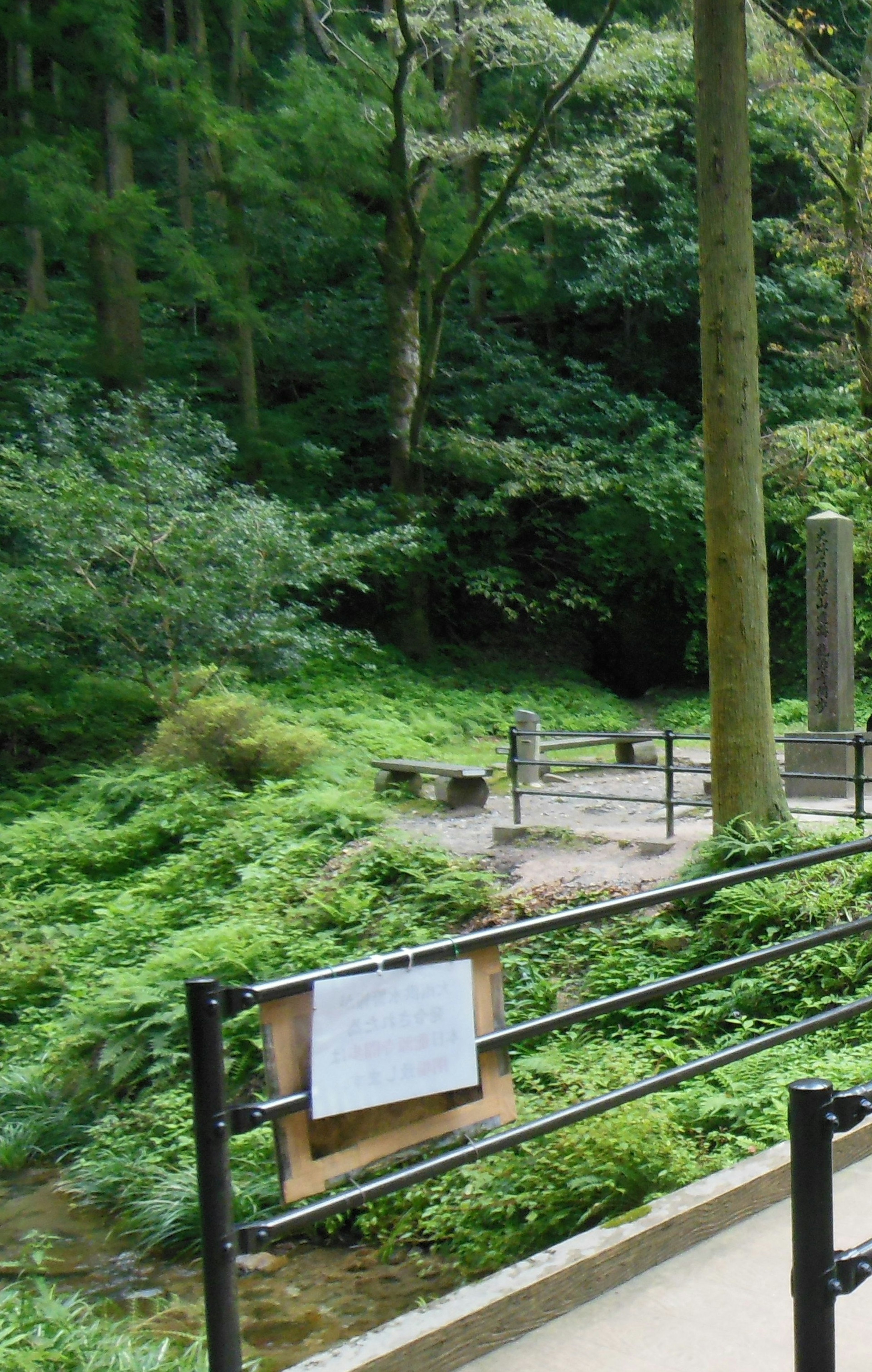 Lush forest scene with a stream and wooden railing