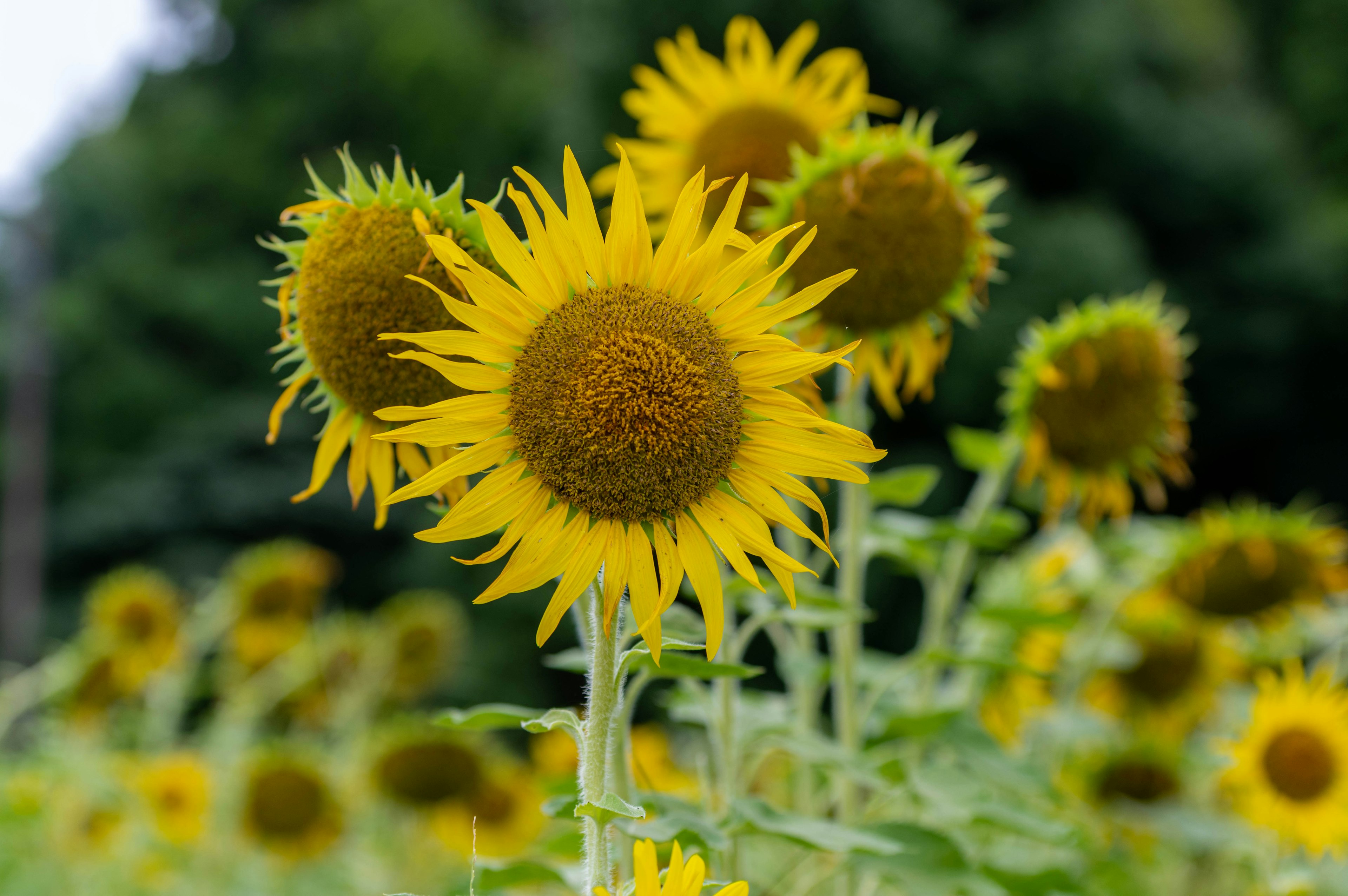 Tournesols jaunes brillants fleurissant dans un champ