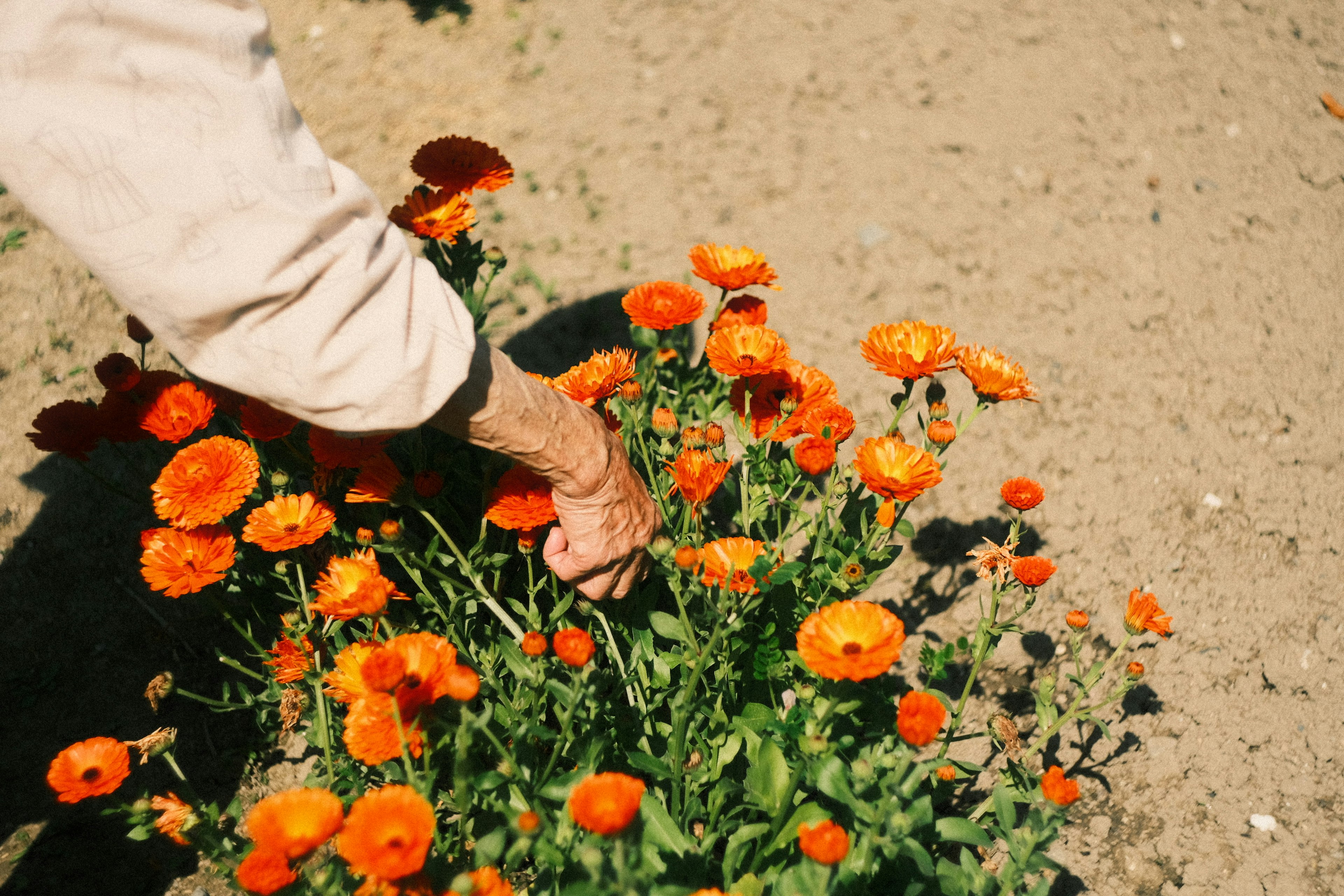 Una mano recogiendo flores naranjas vibrantes del suelo