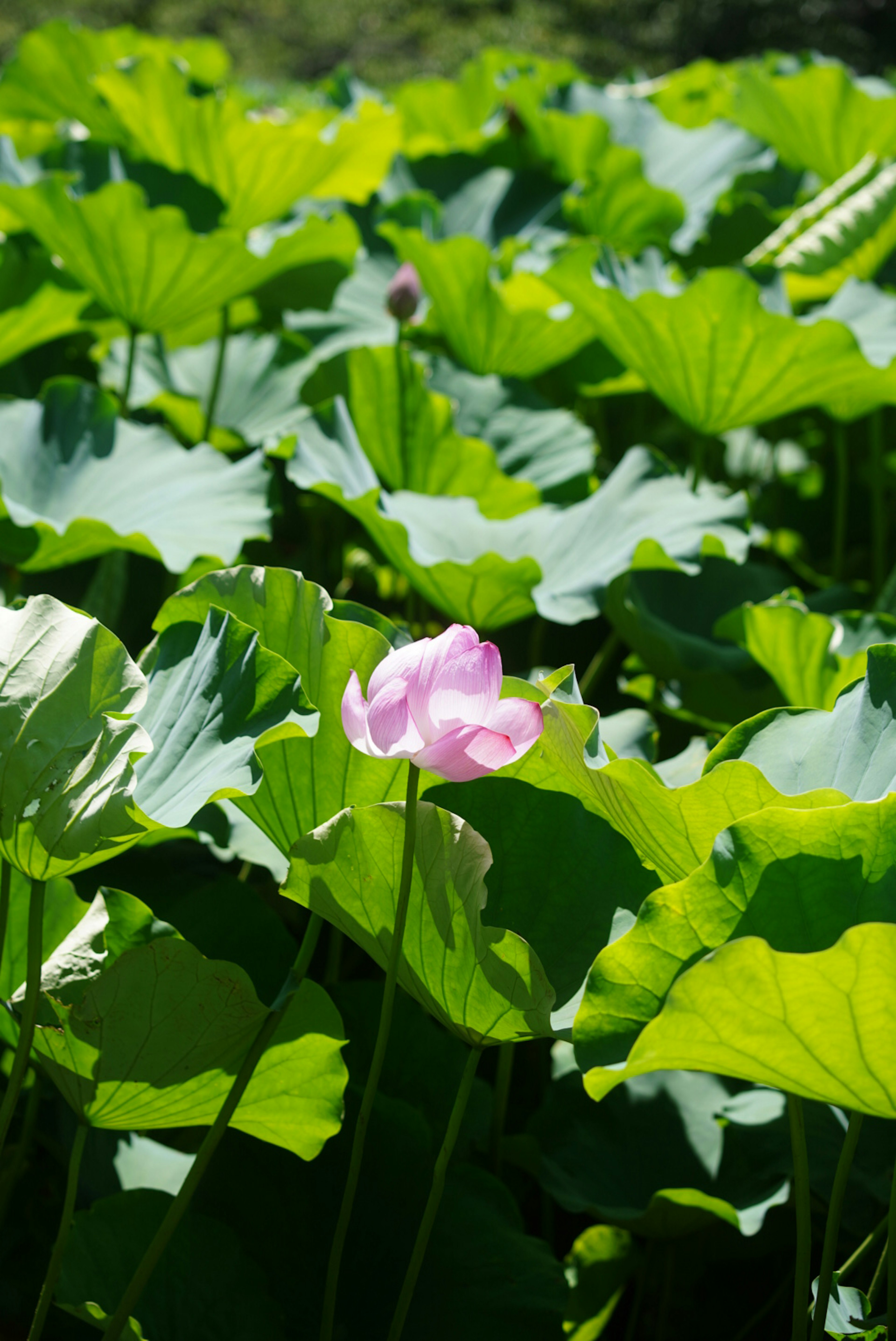 A pink lotus flower blooming among green leaves