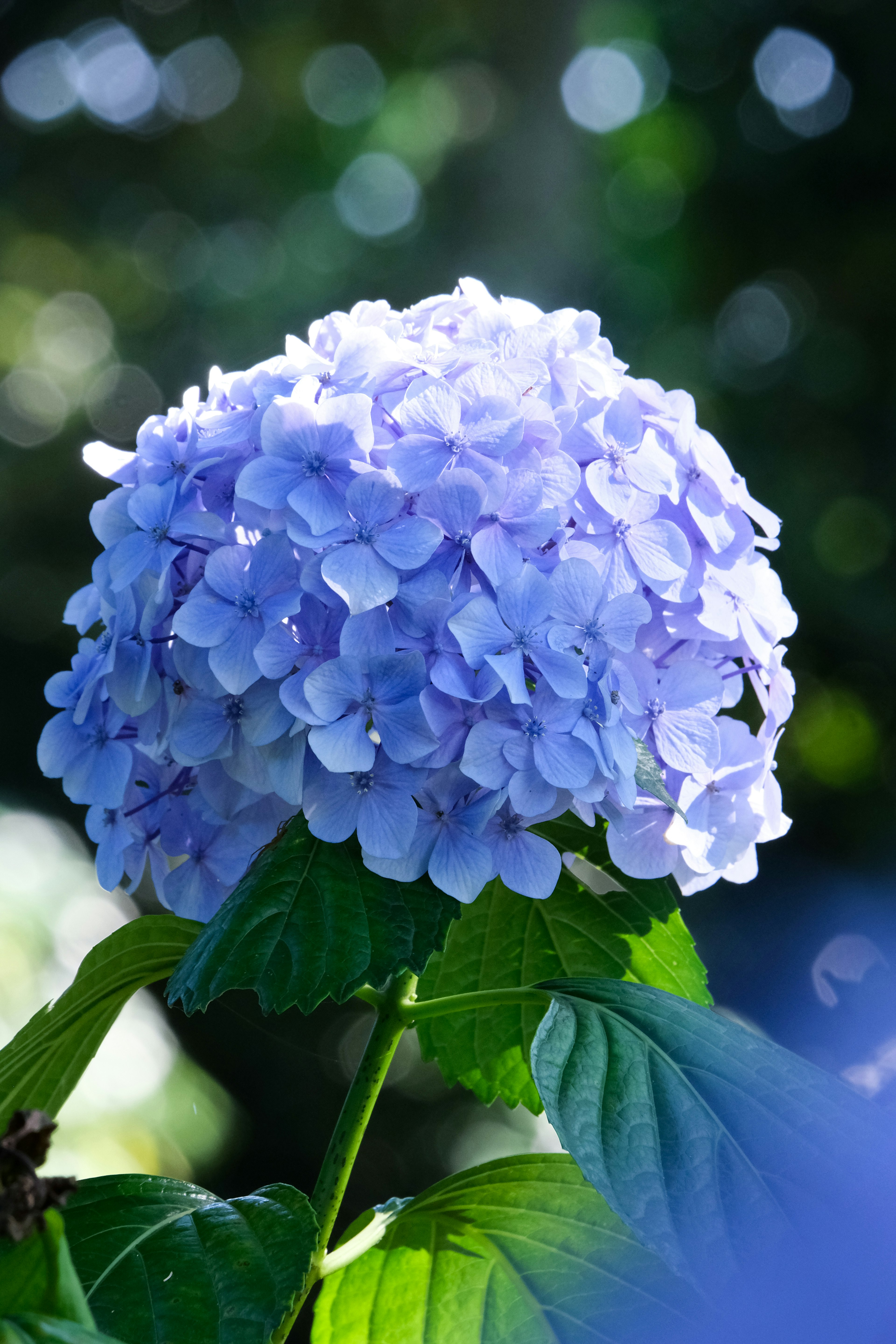 A blue hydrangea flower surrounded by green leaves