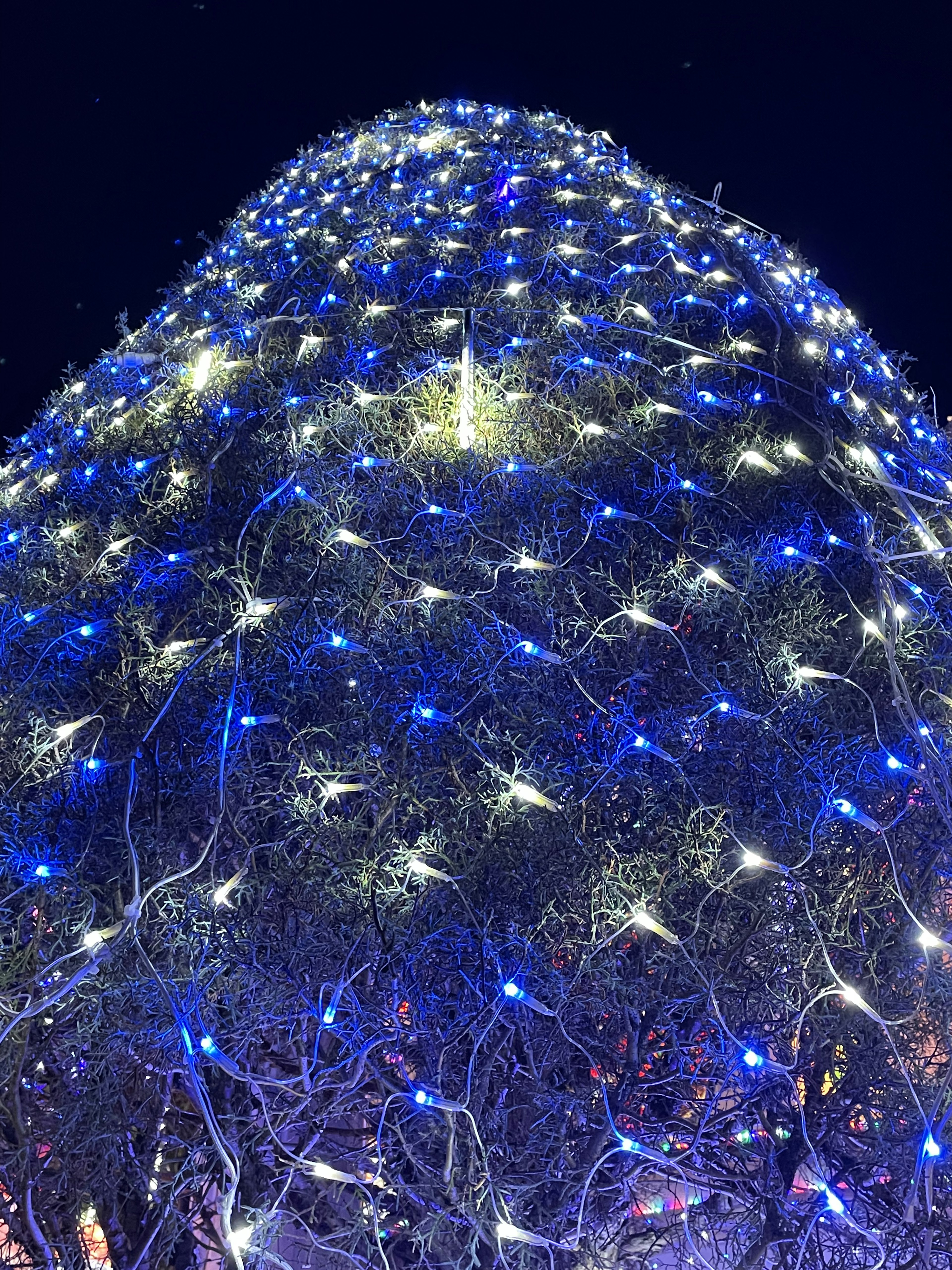 Close-up of the top of a Christmas tree decorated with blue and white lights