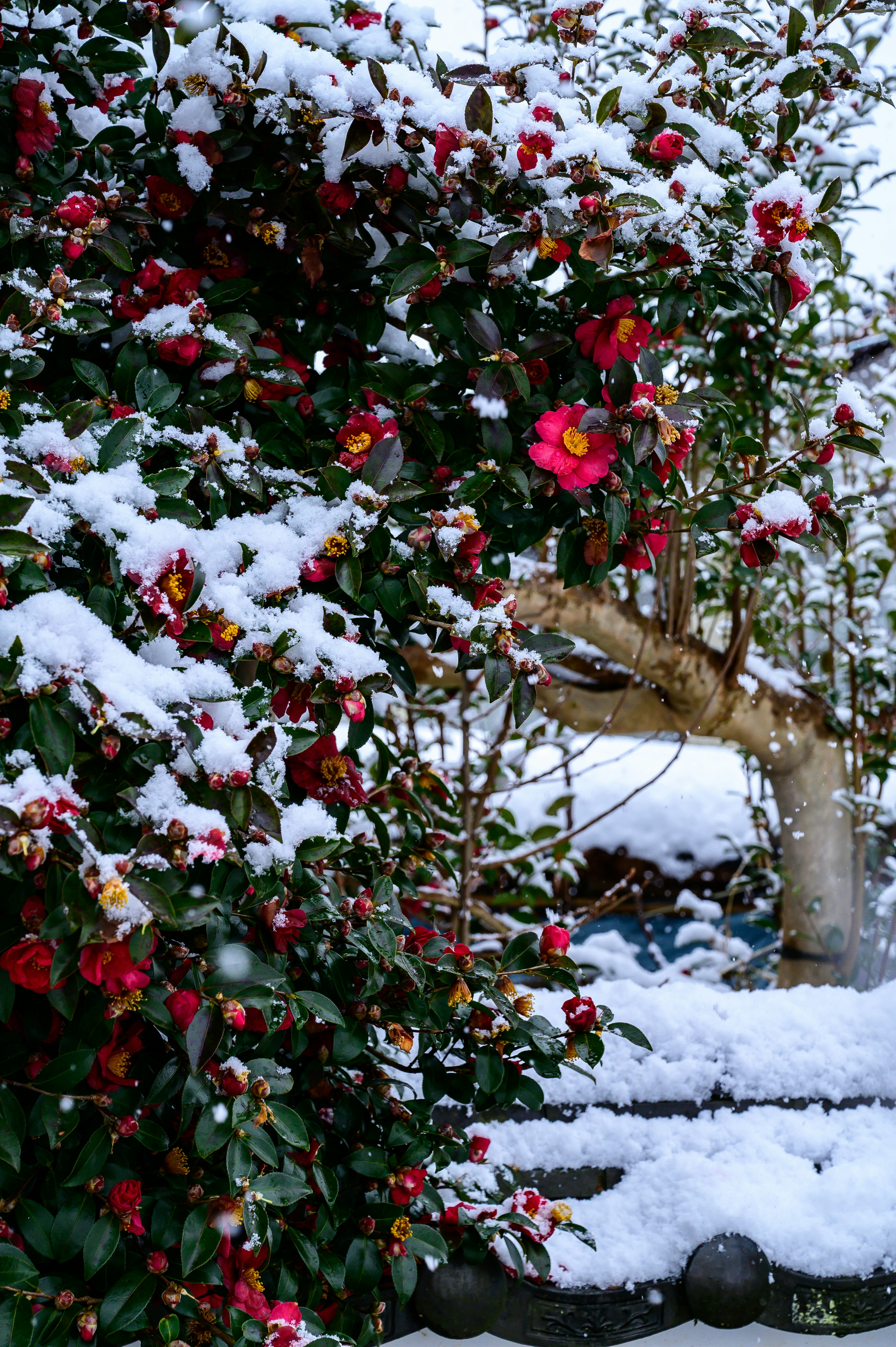 Camellia bush covered in snow with colorful flowers