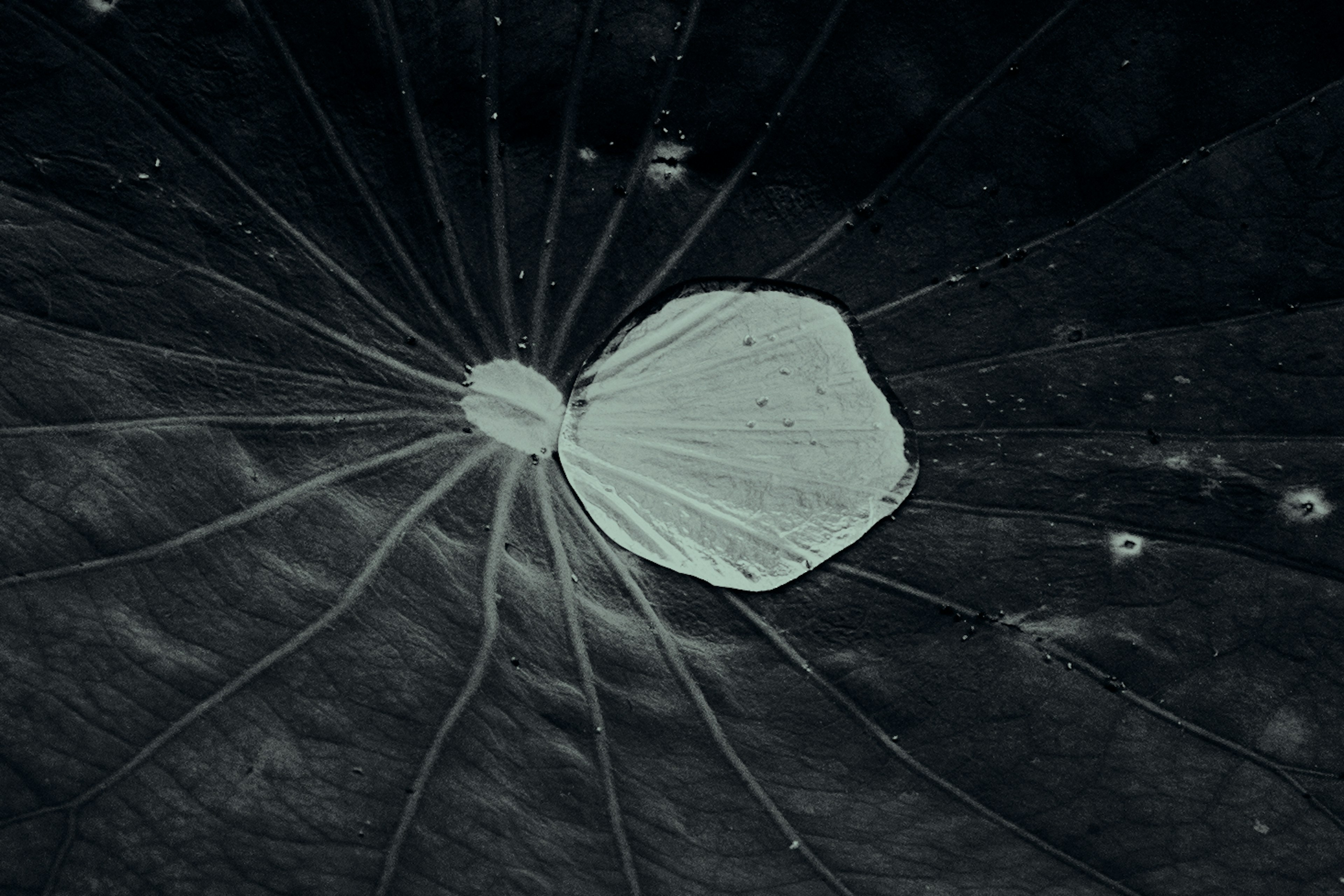 Texture détaillée d'une feuille de lotus flottant sur l'eau avec une zone blanche centrale