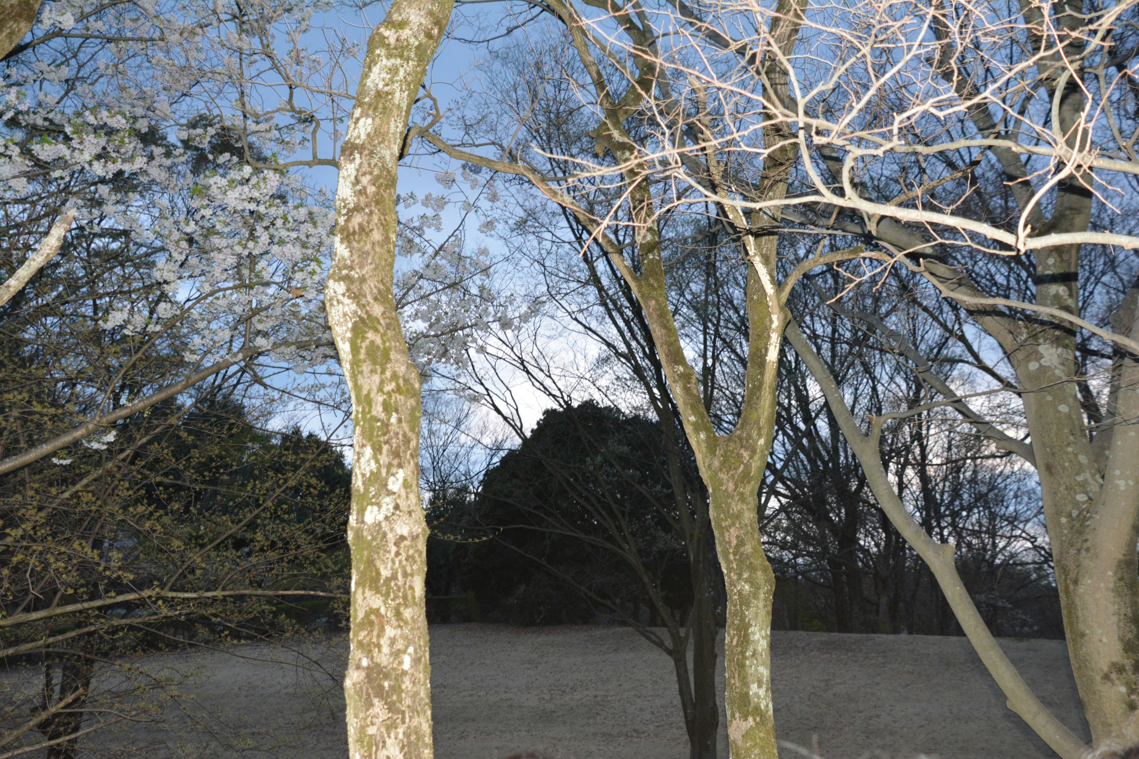 Due alberi in un paesaggio di giorno freddo