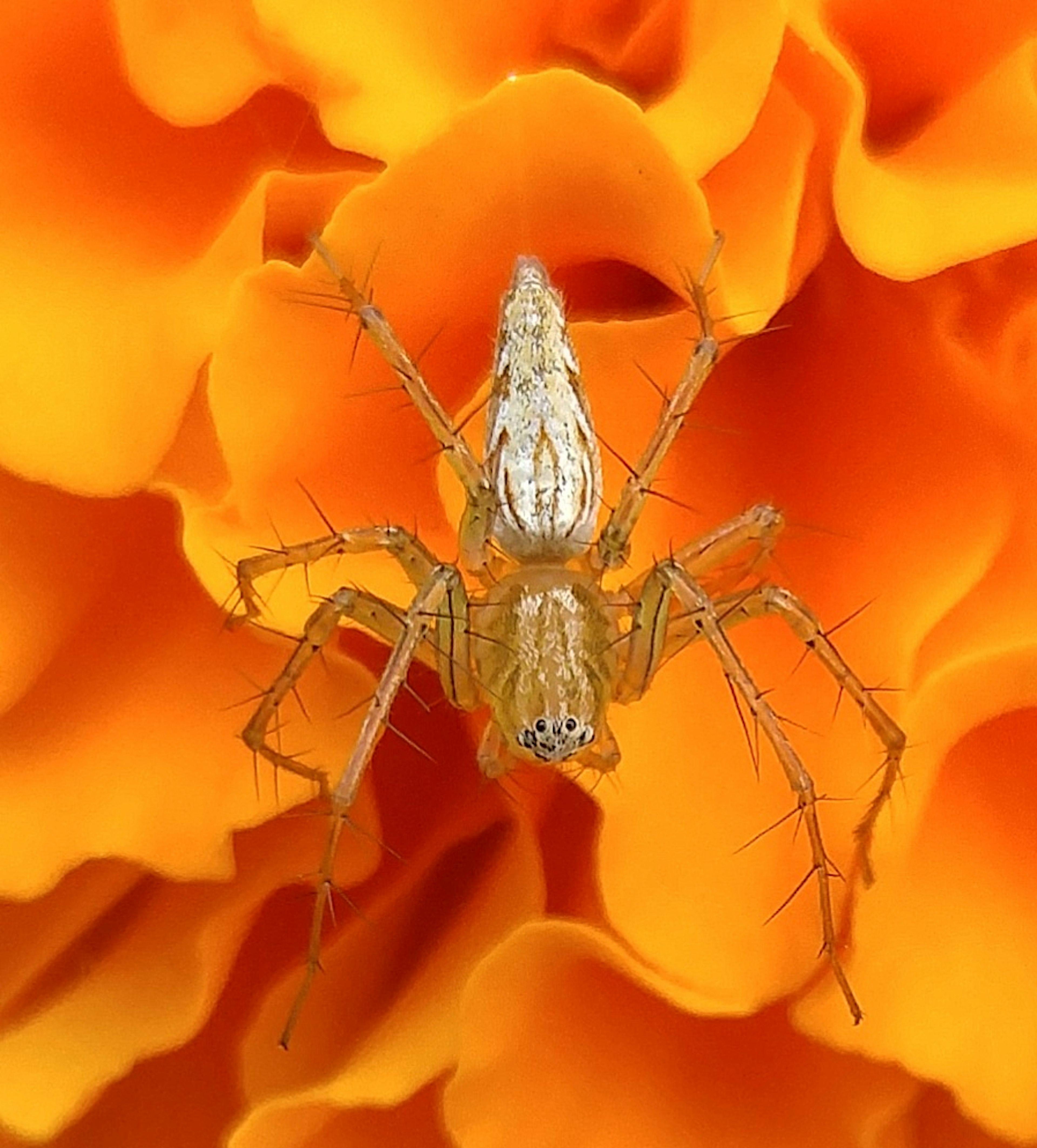 Nahaufnahme einer durchsichtigen Spinne auf einer orangefarbenen Blume