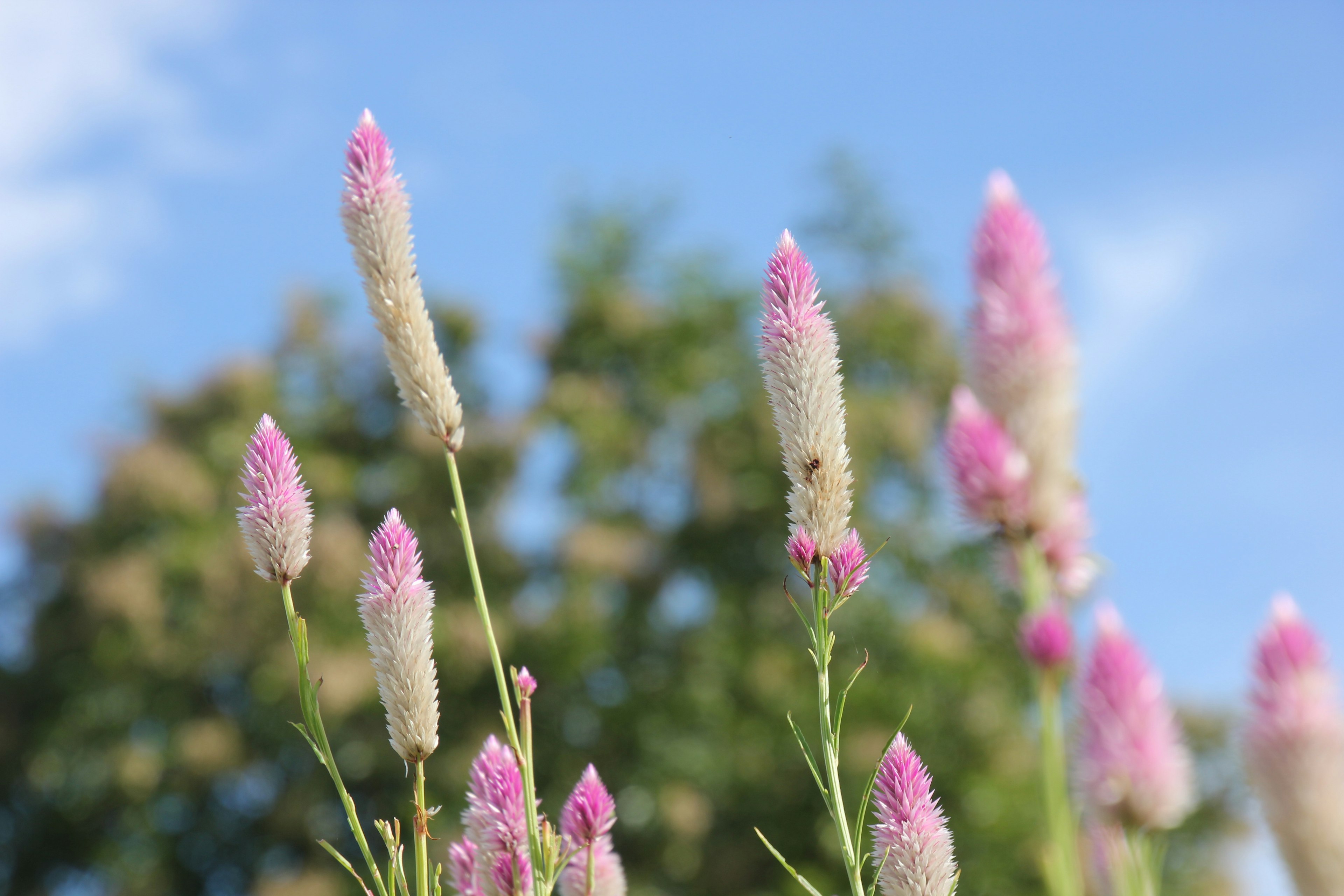 Nahaufnahme von rosa Blütenständen vor blauem Himmel