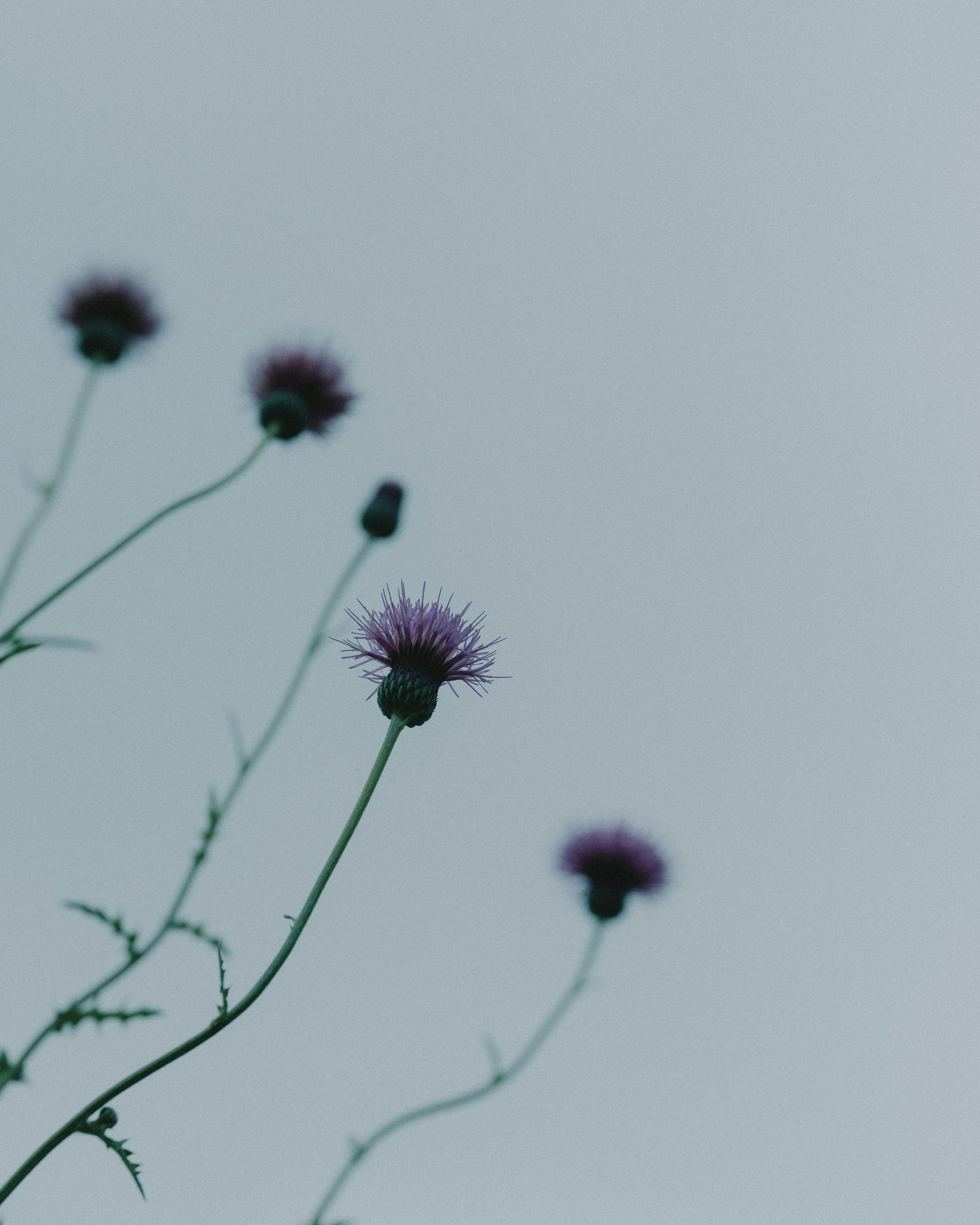 Fleurs violettes s'élevant vers le ciel