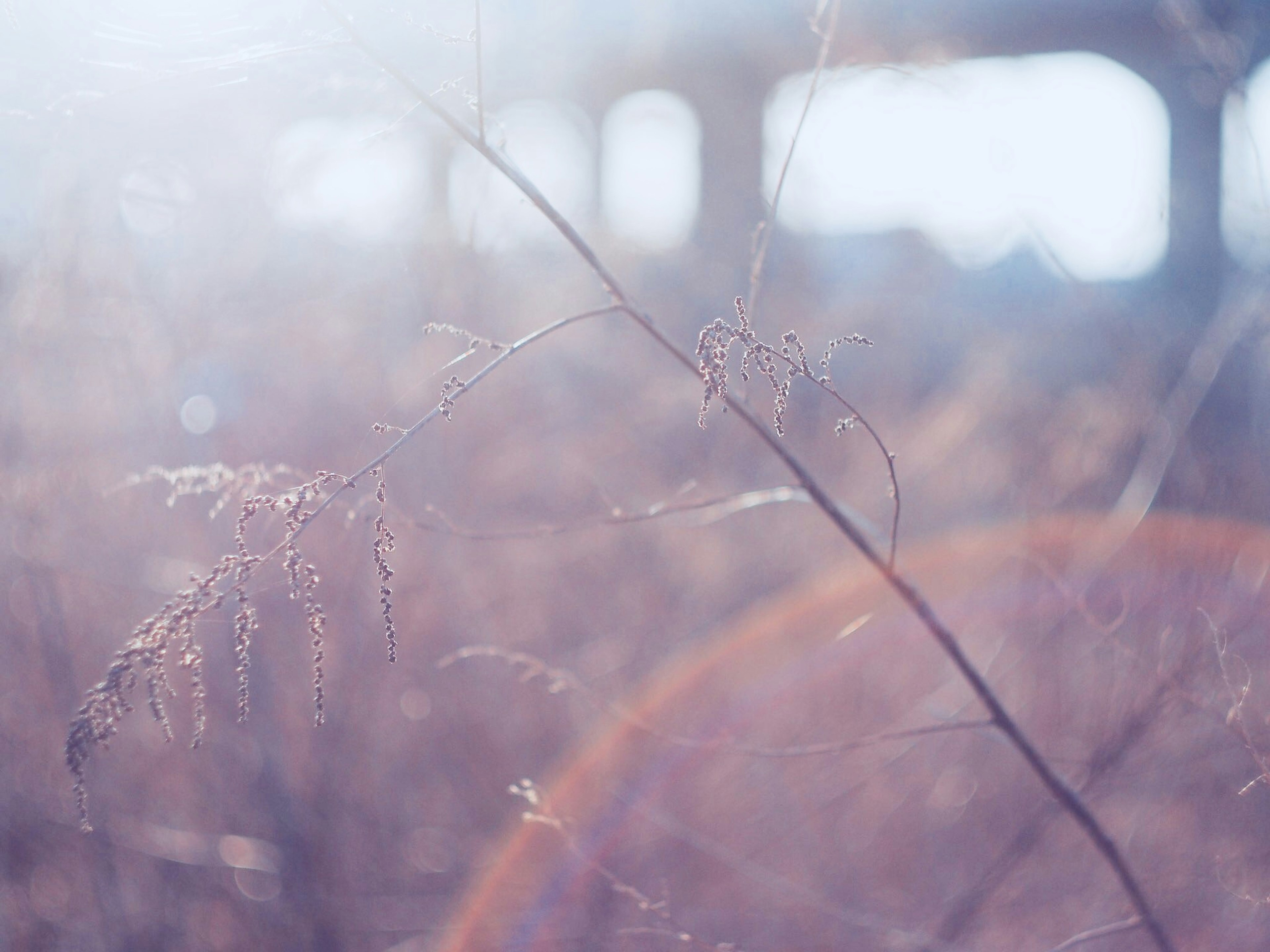 Soft light illuminating wild grasses in a blurred background