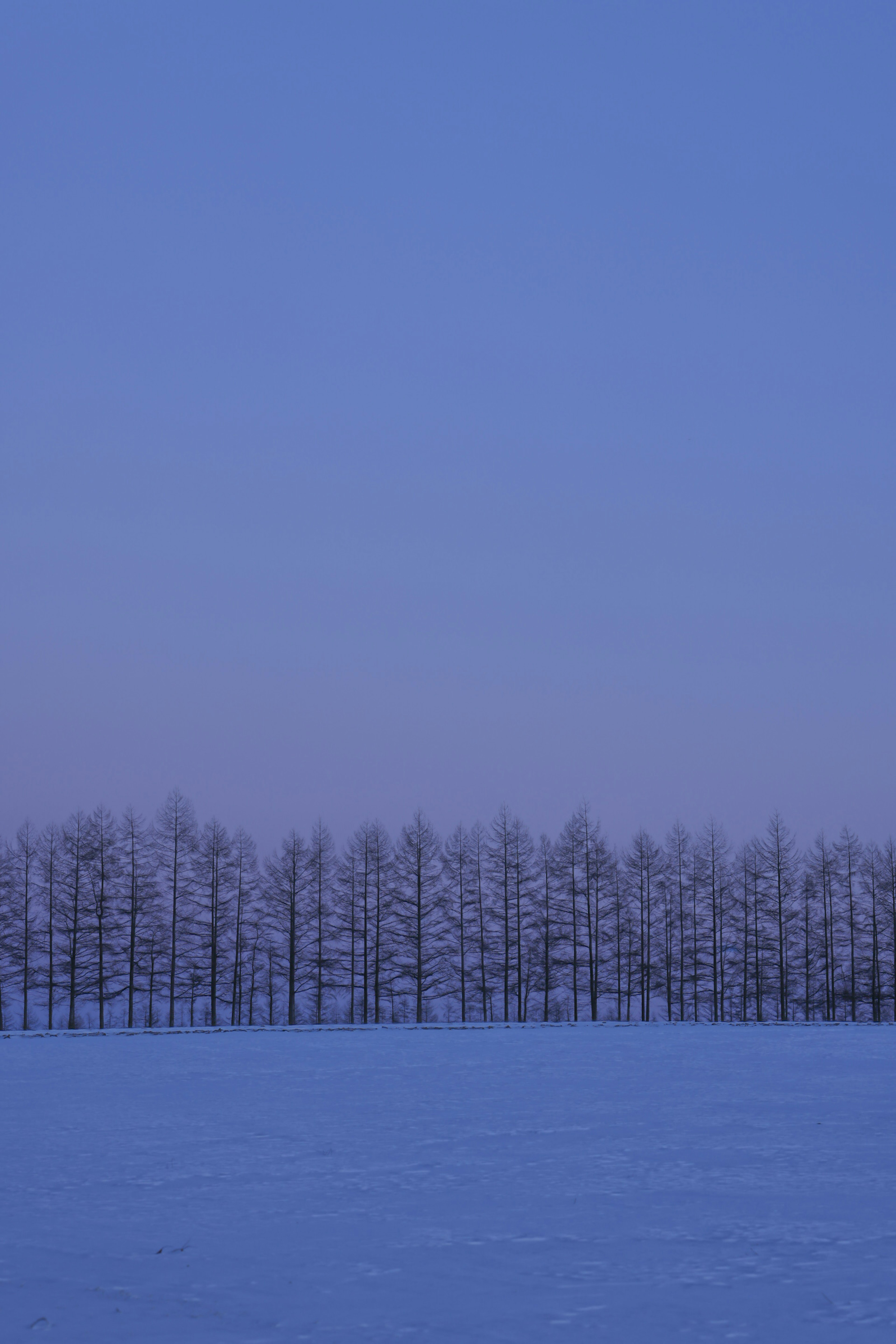 雪に覆われた平原と青い空の背景に並ぶ木々のシルエット