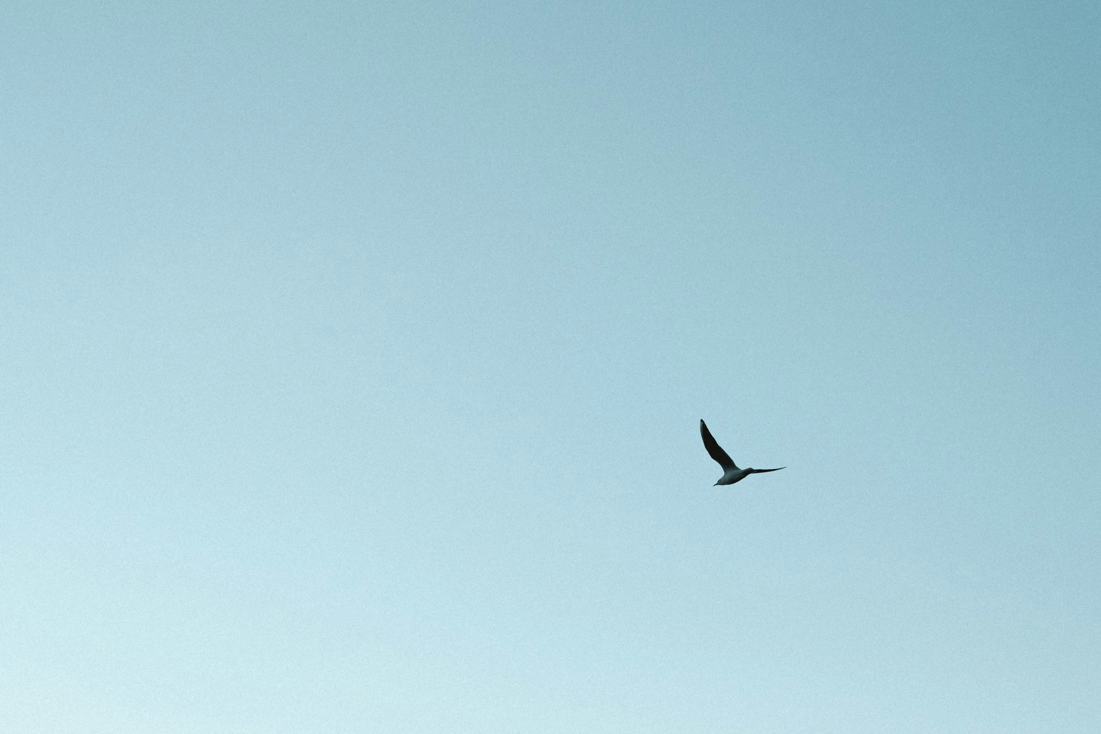 Un uccello che vola contro un cielo blu