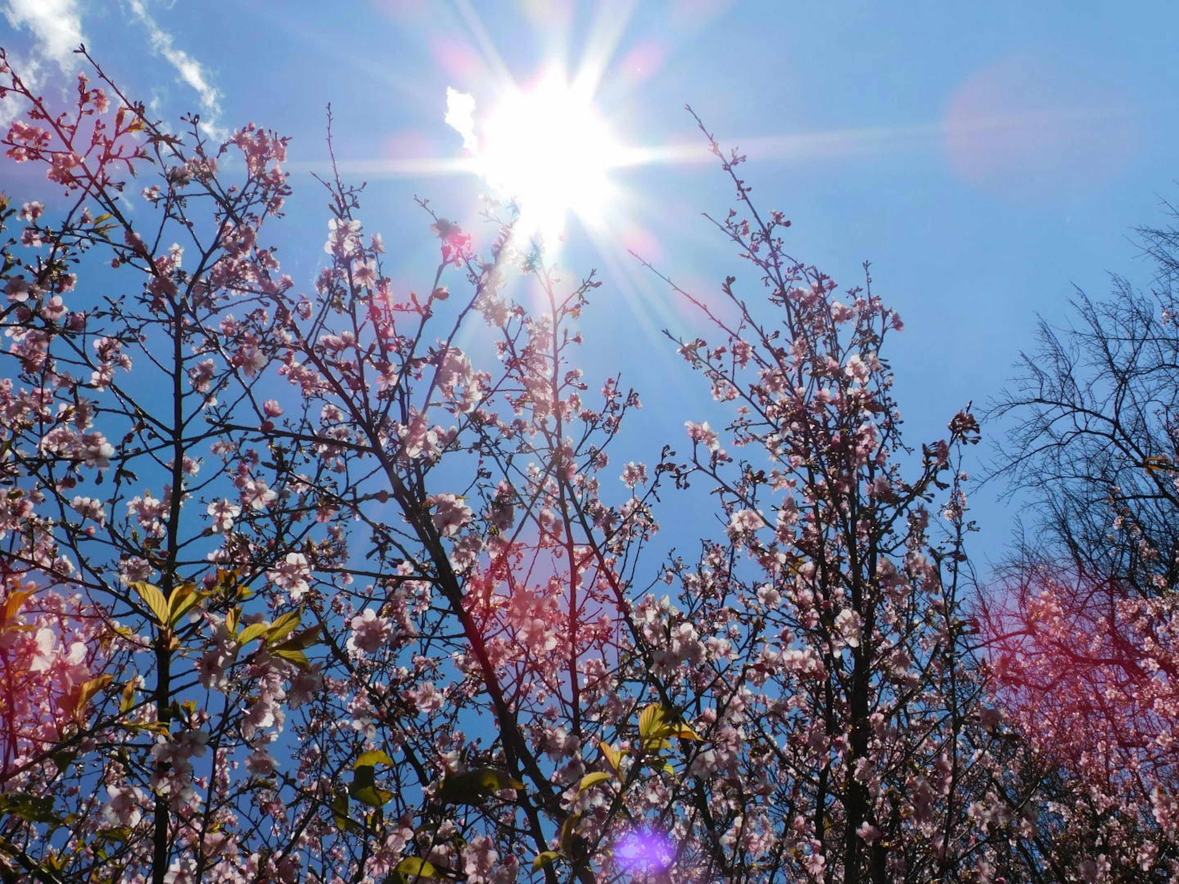 Bunga sakura mekar di bawah langit biru dengan sinar matahari yang cerah