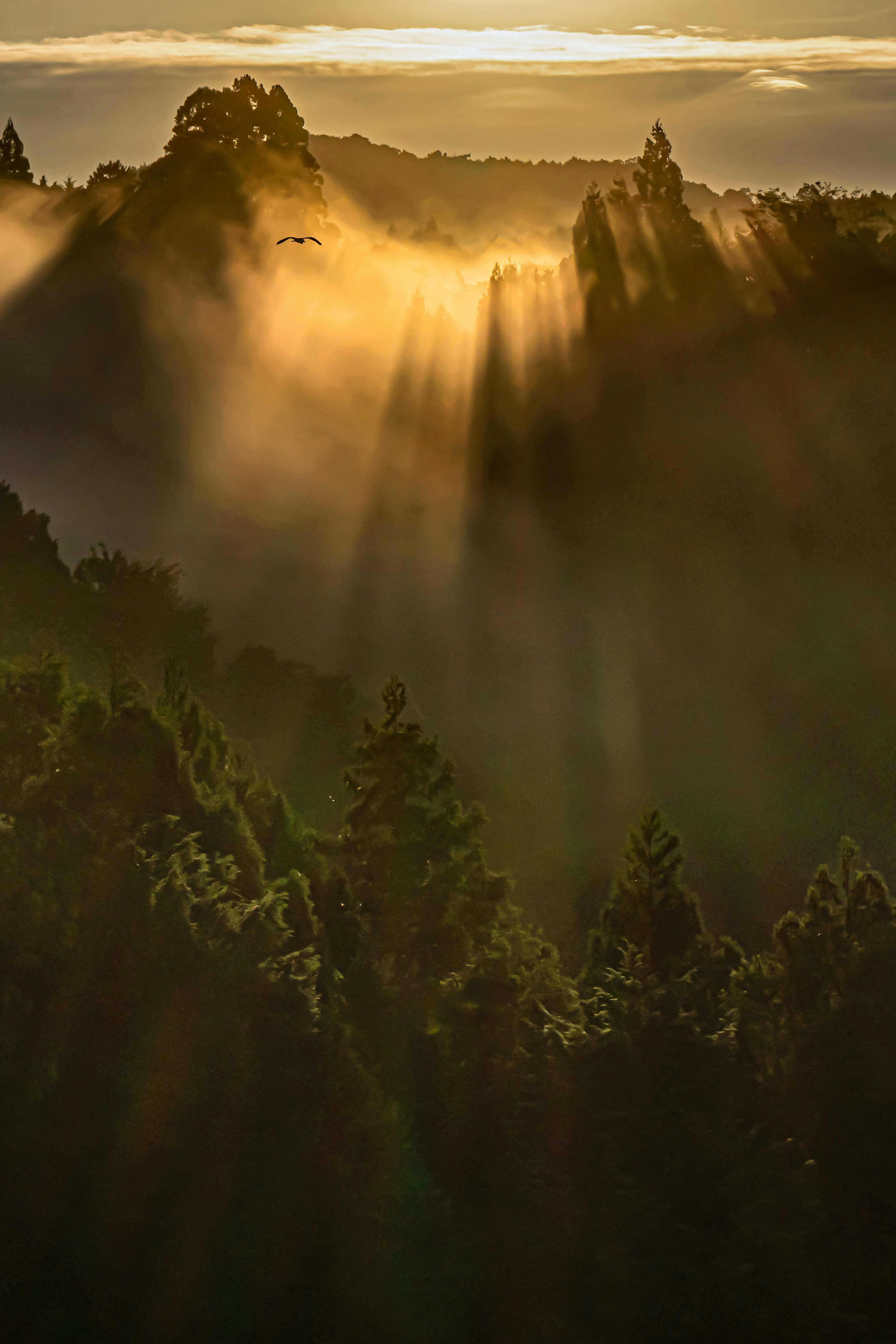 Beautiful landscape with sunlight streaming through fog and silhouettes of trees