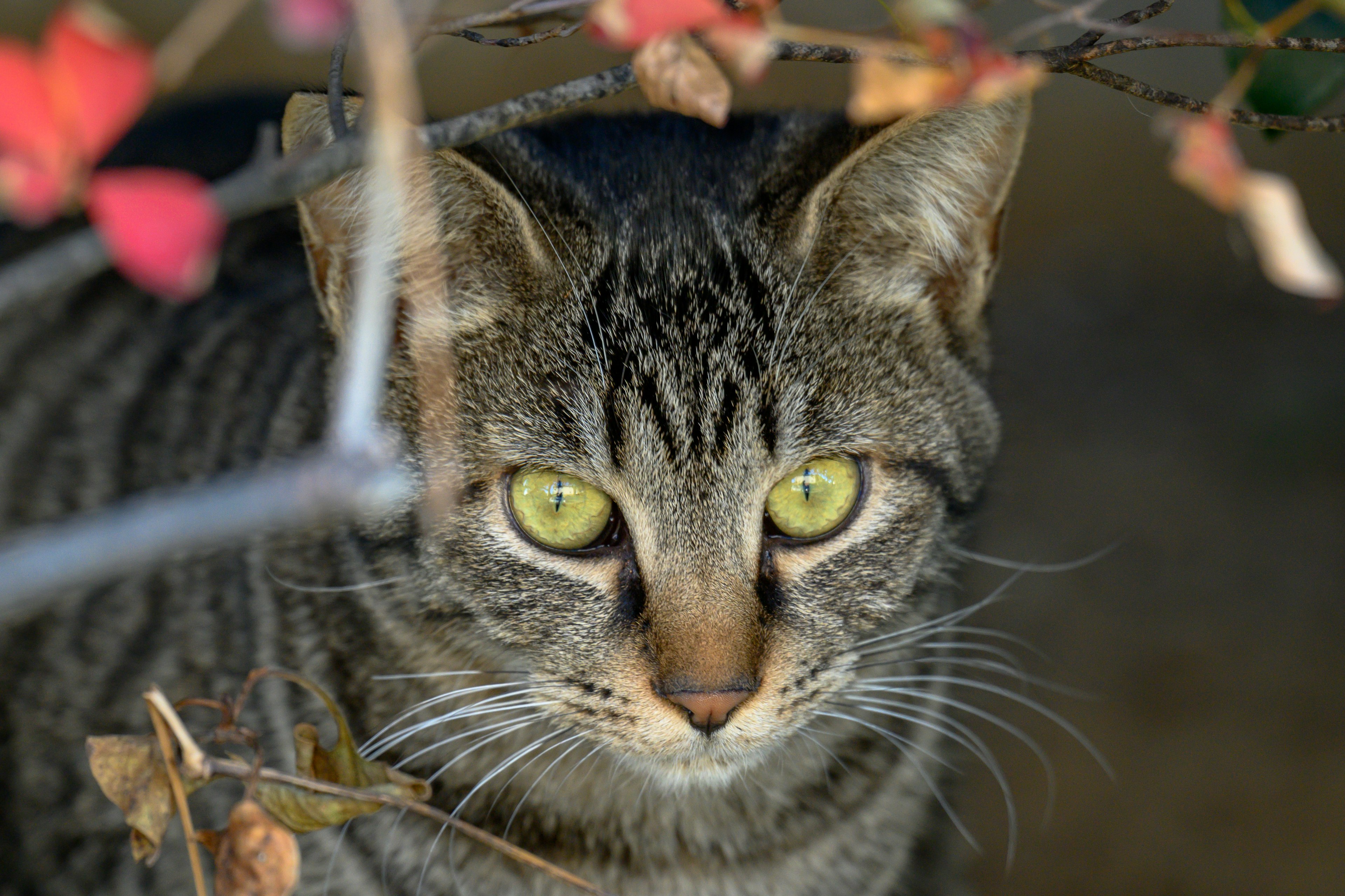 緑の目を持つ縞模様の猫が枝の間から見つめている