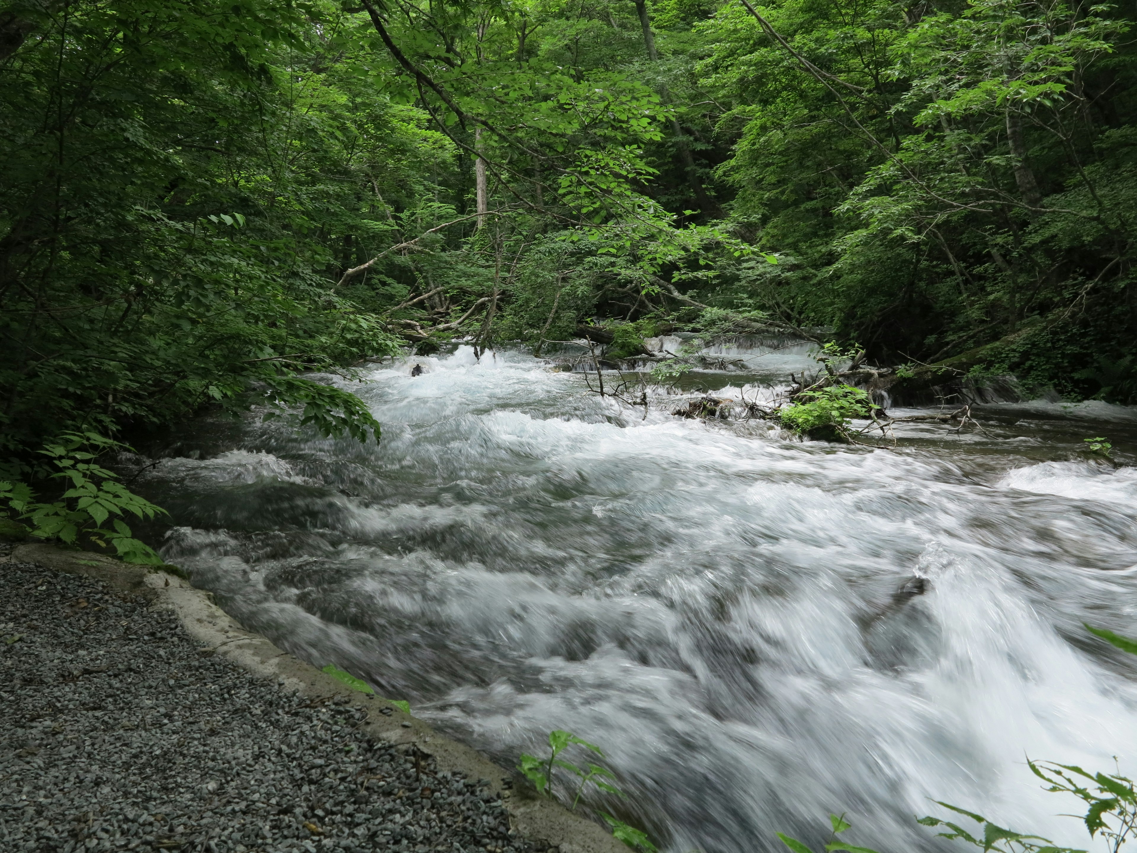 Ein Fluss, der durch einen üppigen grünen Wald fließt mit sichtbaren Stromschnellen und Felsen