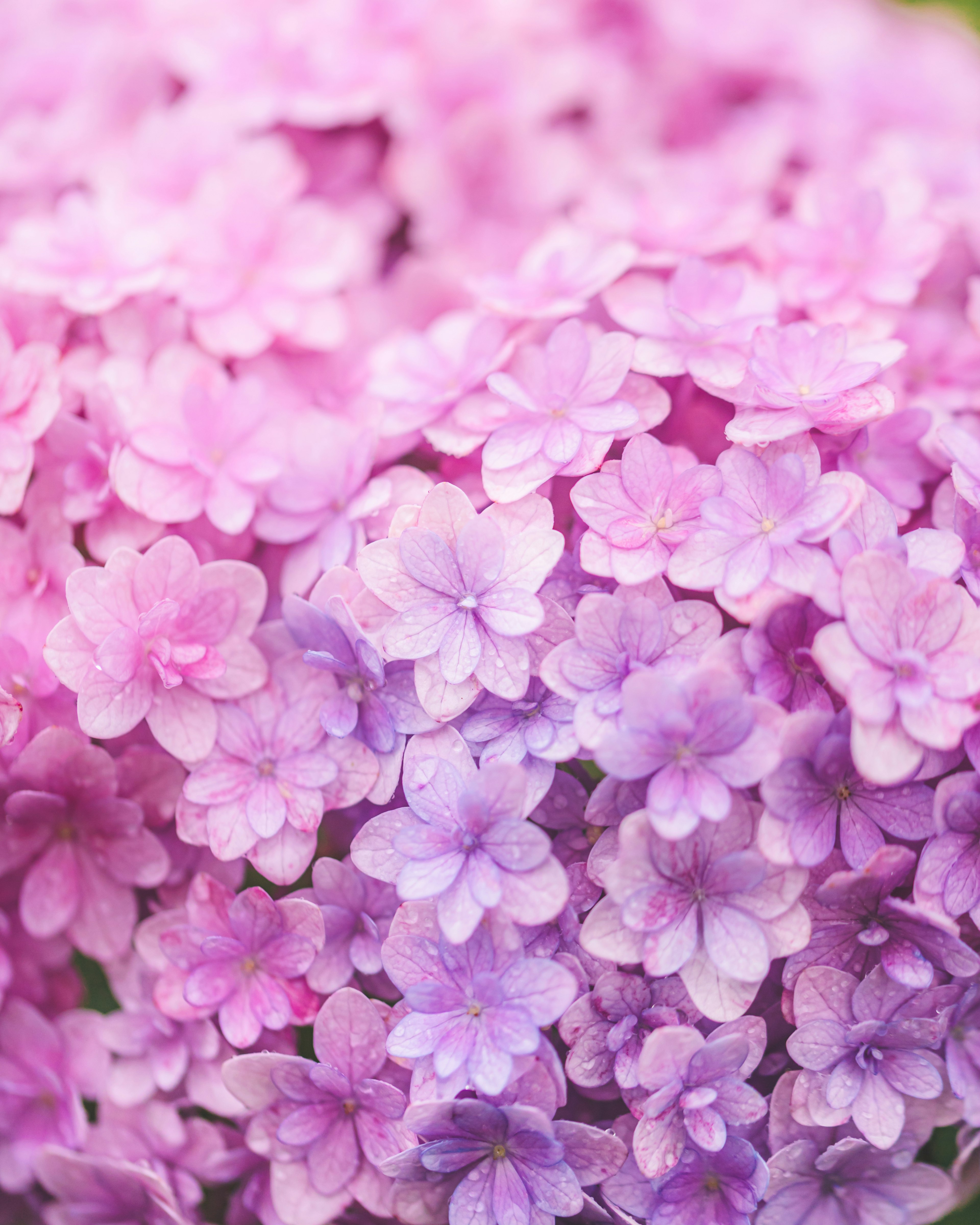 Close-up of beautiful flowers in soft pink to purple gradient