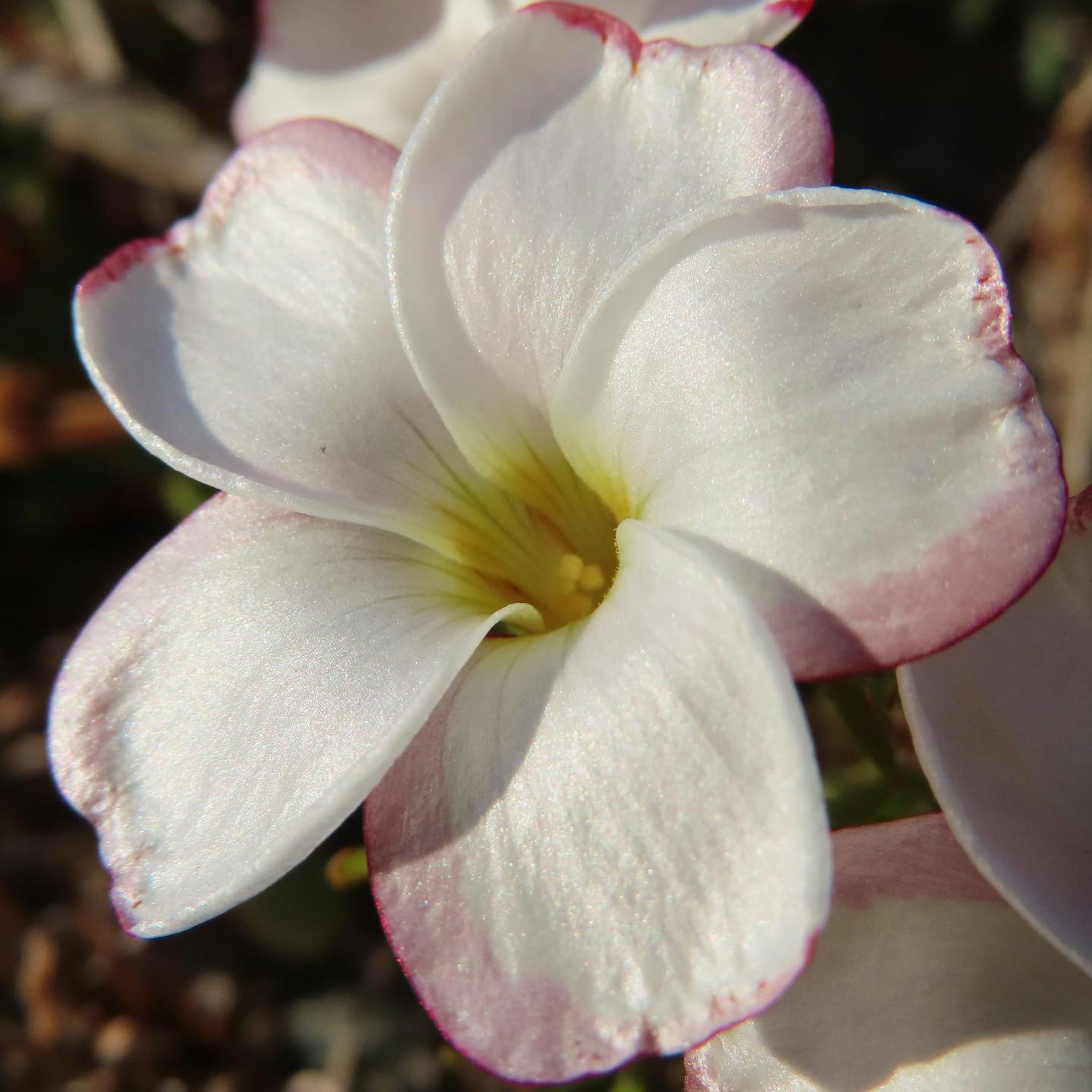 Primo piano di un fiore bianco e rosa con un centro giallo distintivo