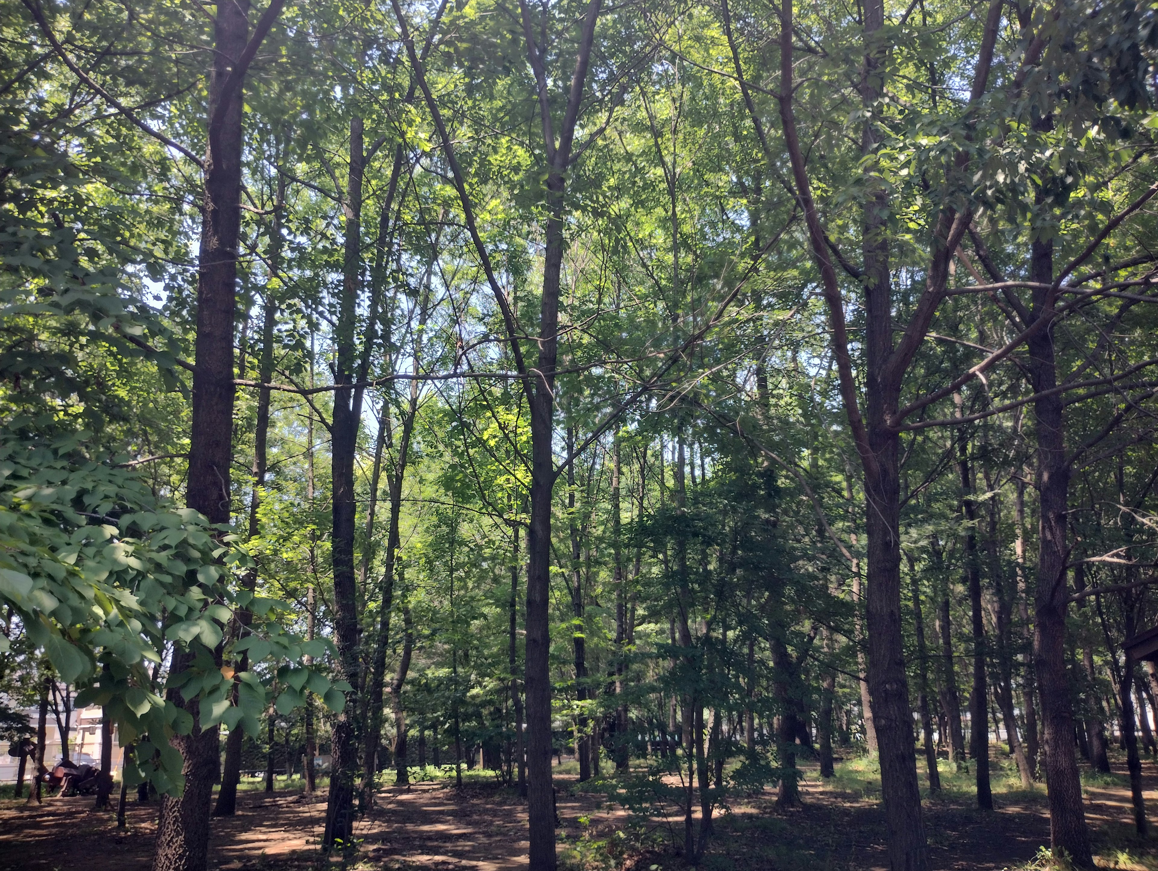 Altos árboles en un bosque frondoso bajo un cielo azul claro