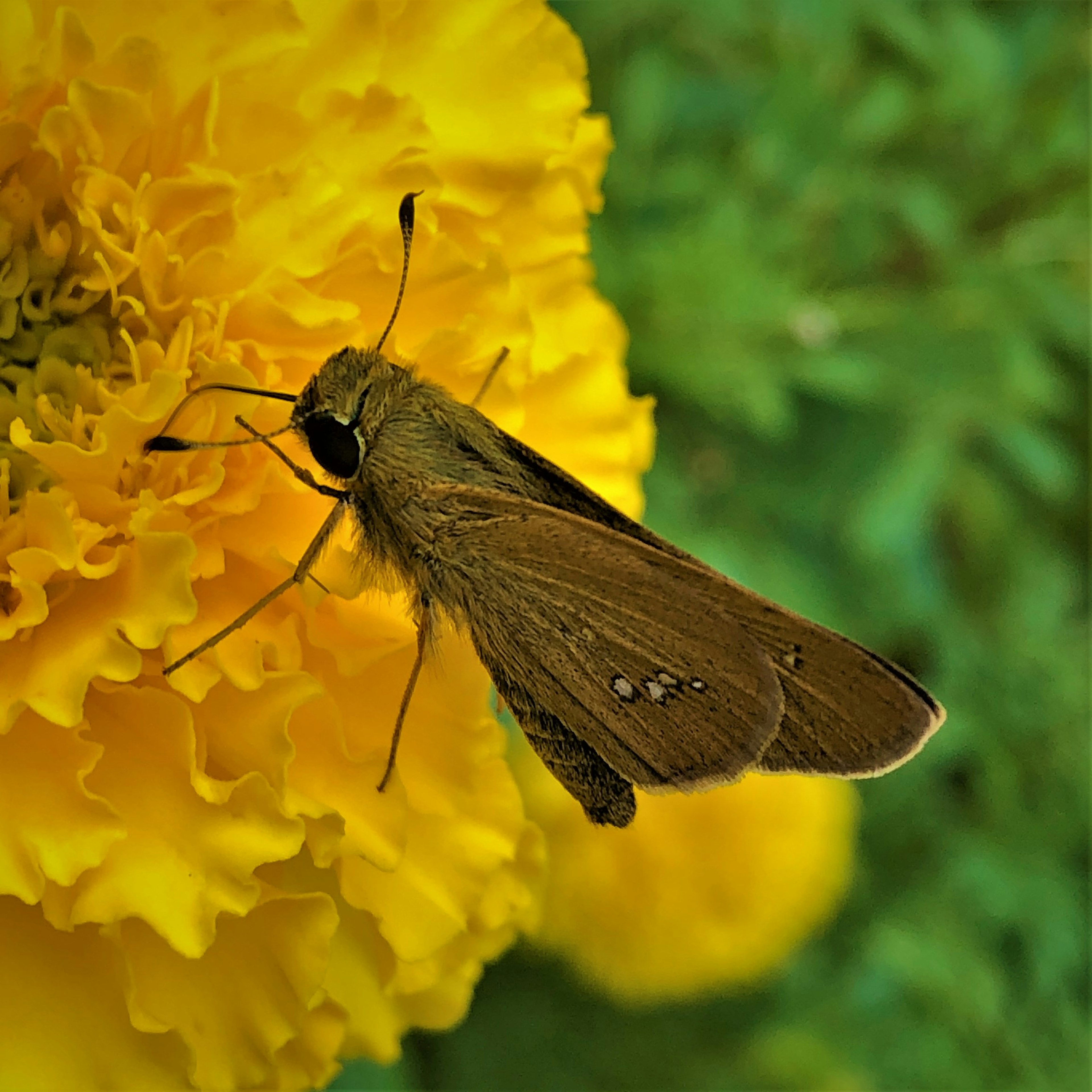 Brown butterfly perched on a yellow marigold flower