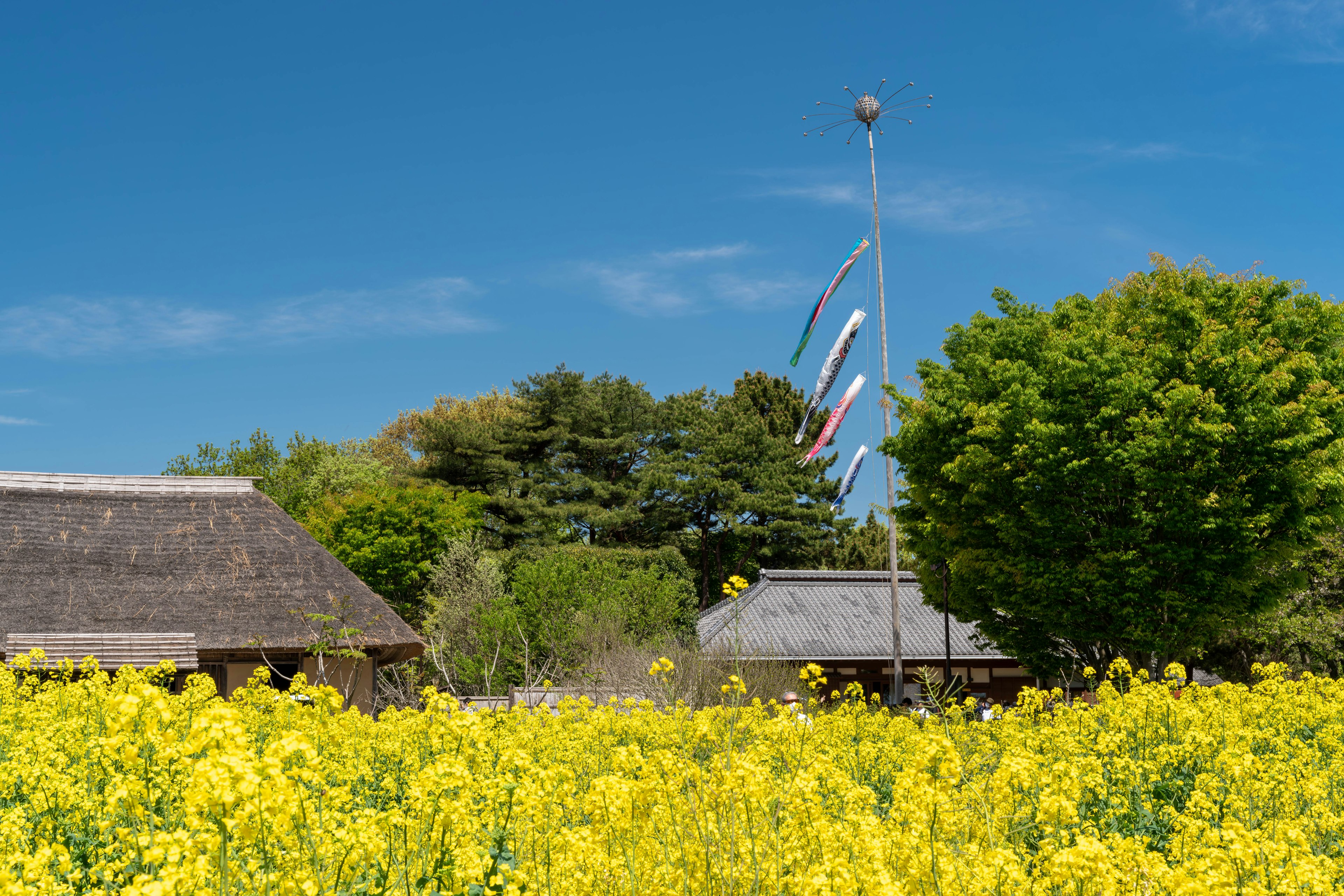 Traditional Japanese houses surrounded by a field of yellow rapeseed flowers under a blue sky