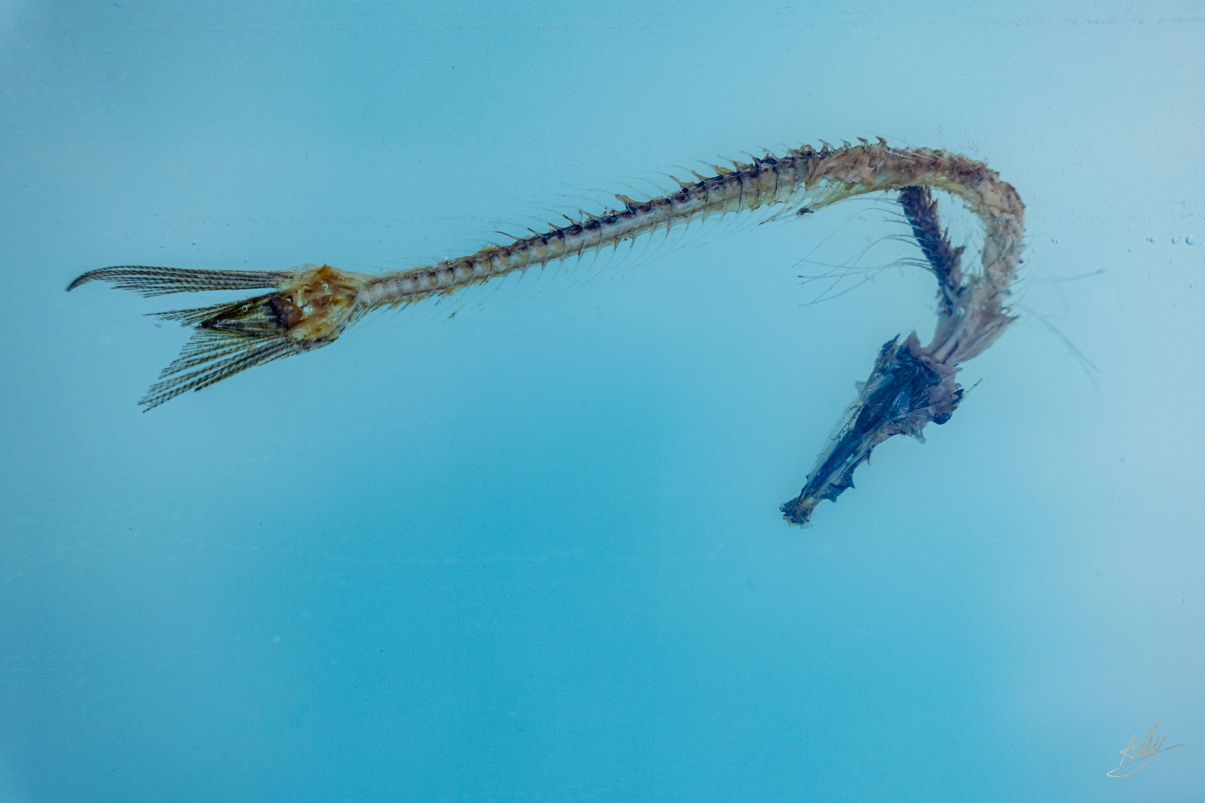 青い背景に浮かぶユニークな海の生物の画像