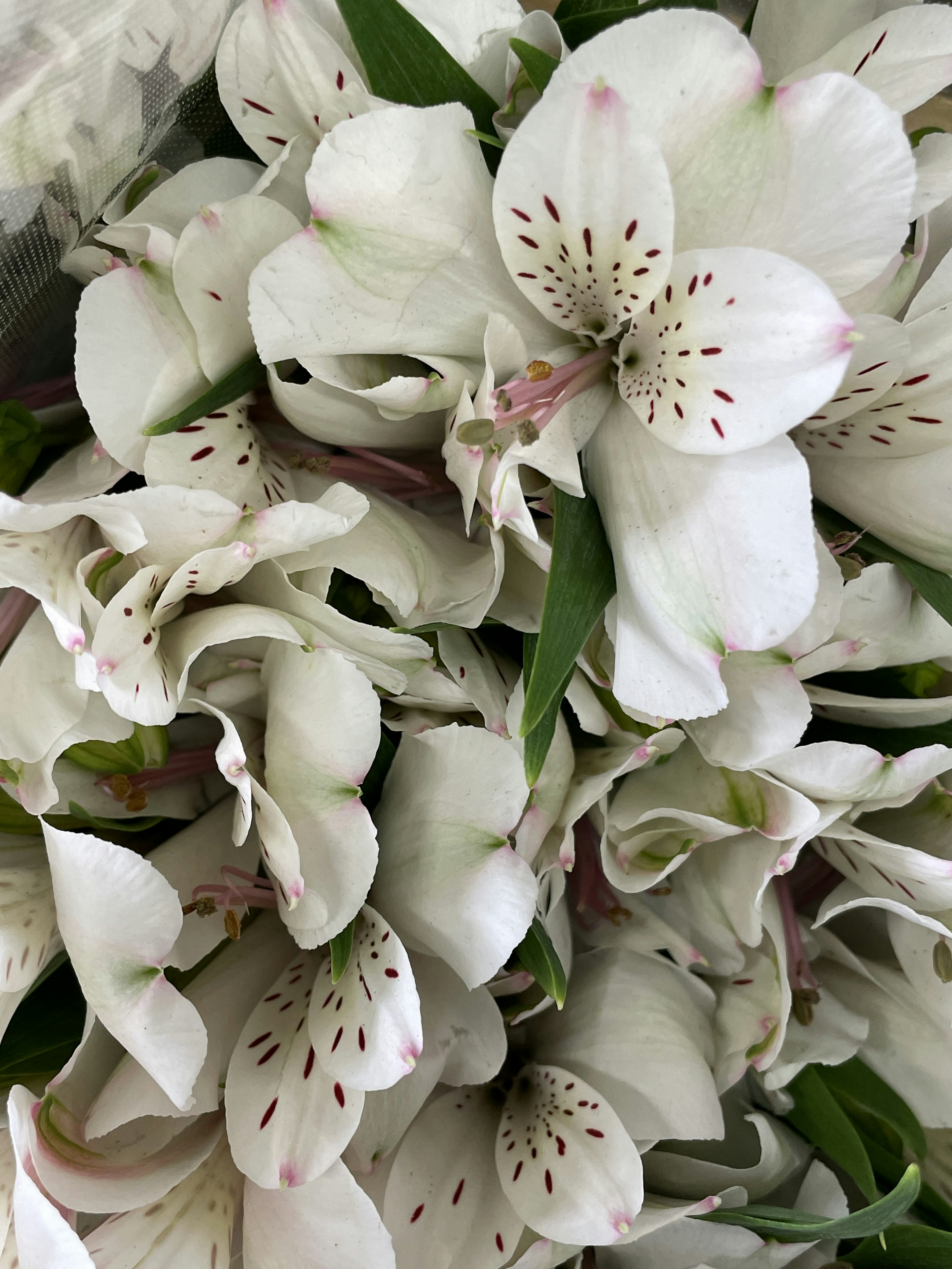 Ein Strauß aus weißen Blumen mit zarten rosa Sprenkeln und grünen Blättern