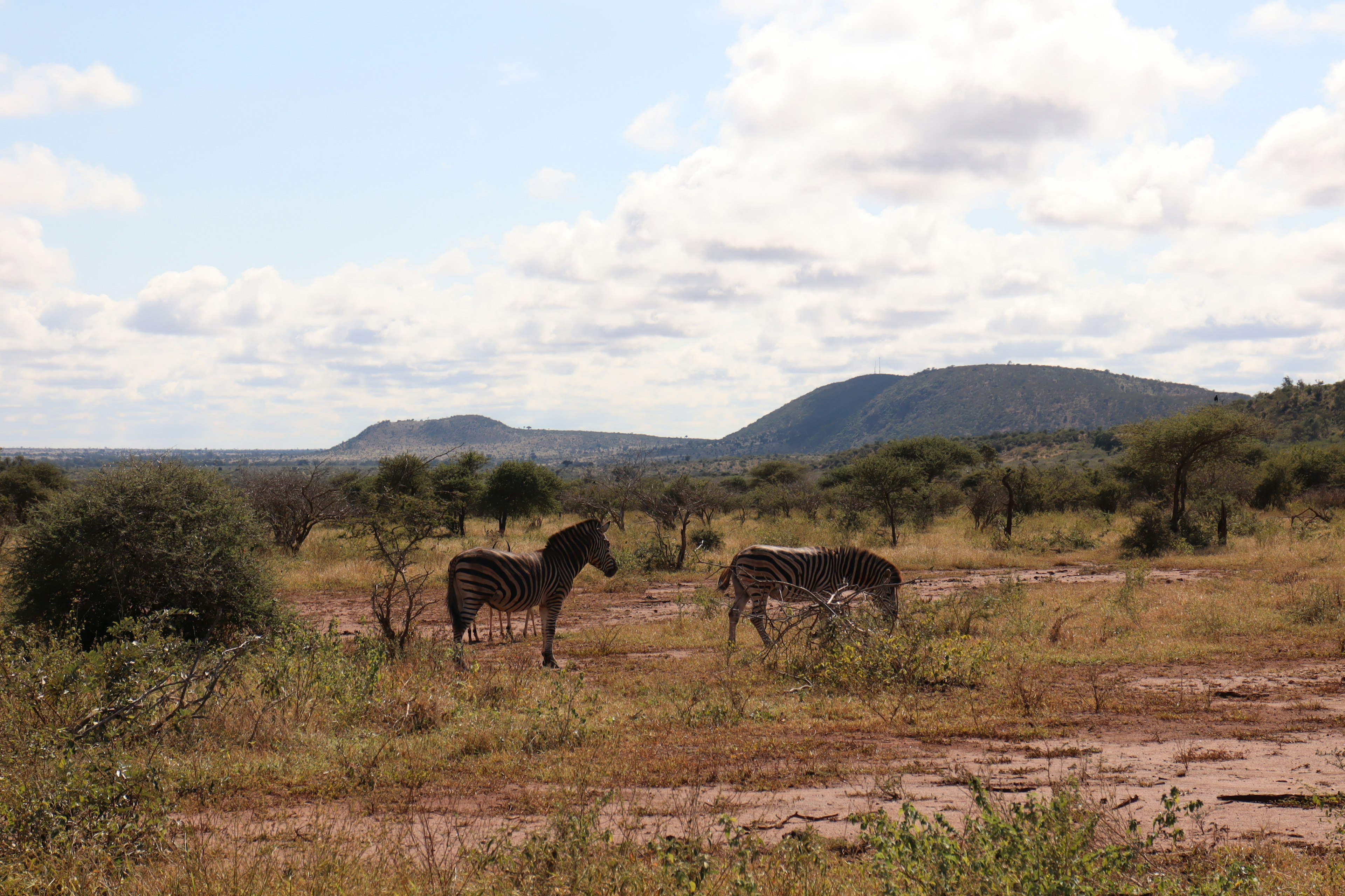 Dua zebra di savana dengan bukit di latar belakang