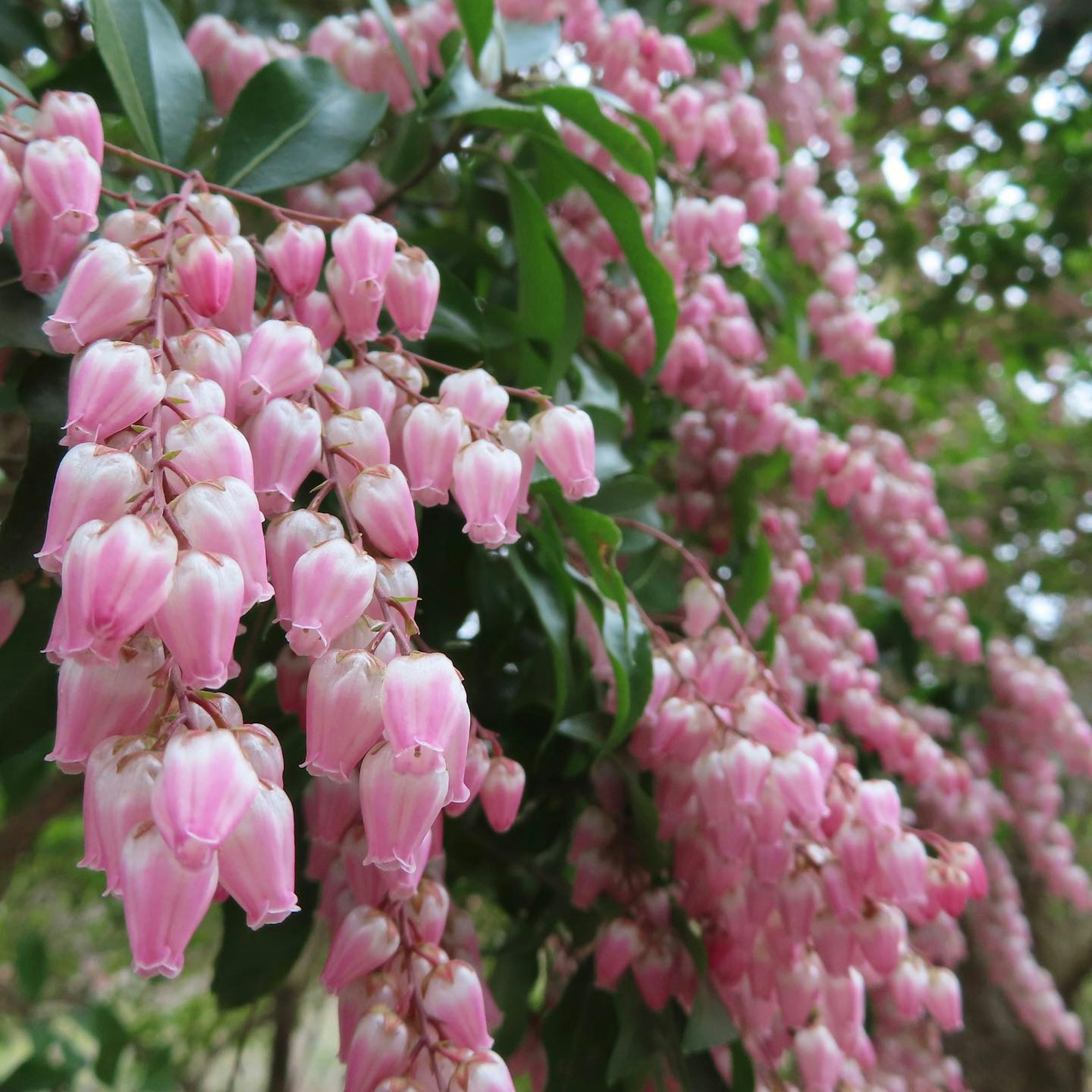 Agrupaciones de hermosas flores rosas colgando rodeadas de hojas verdes