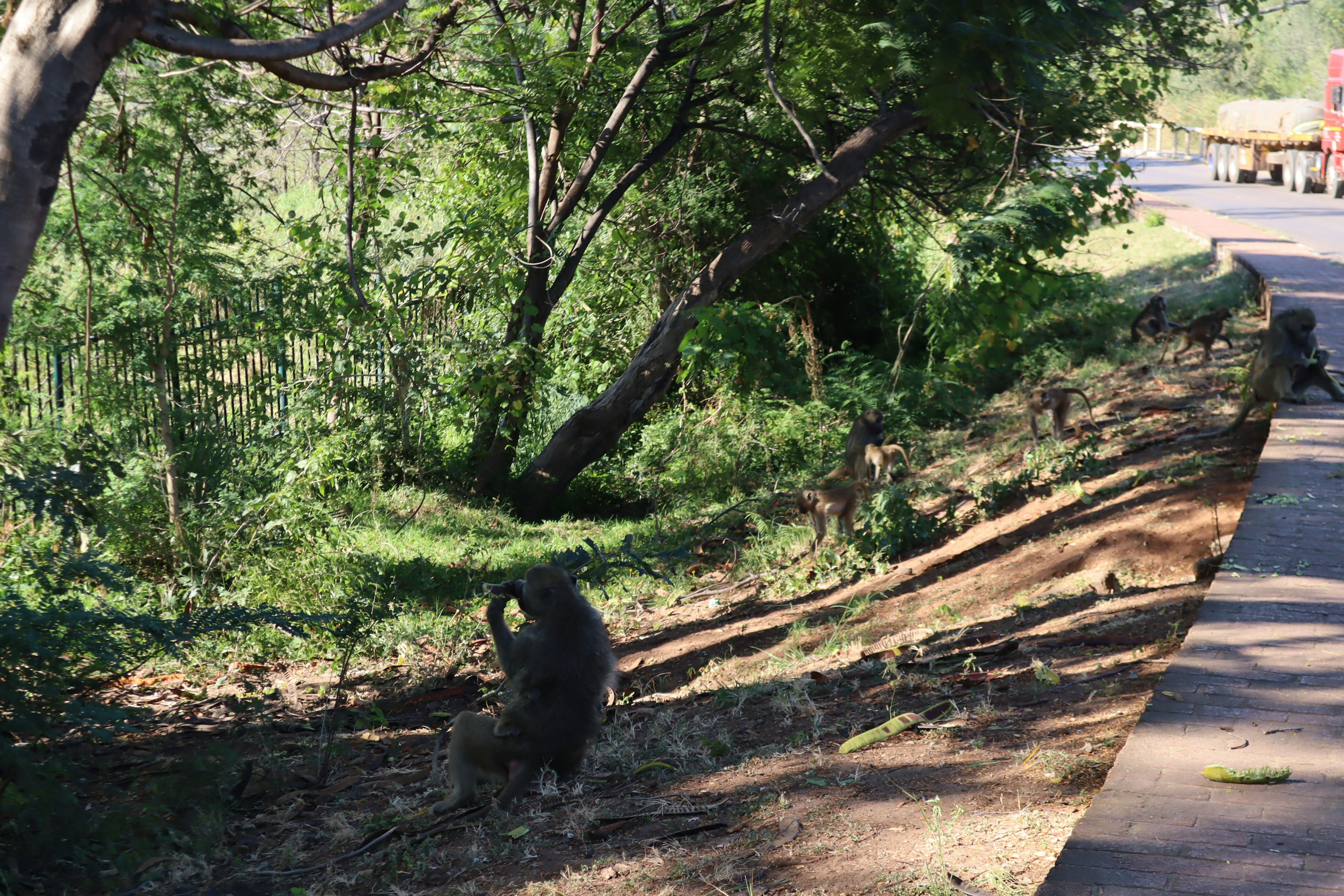 A bear walking in a forested area