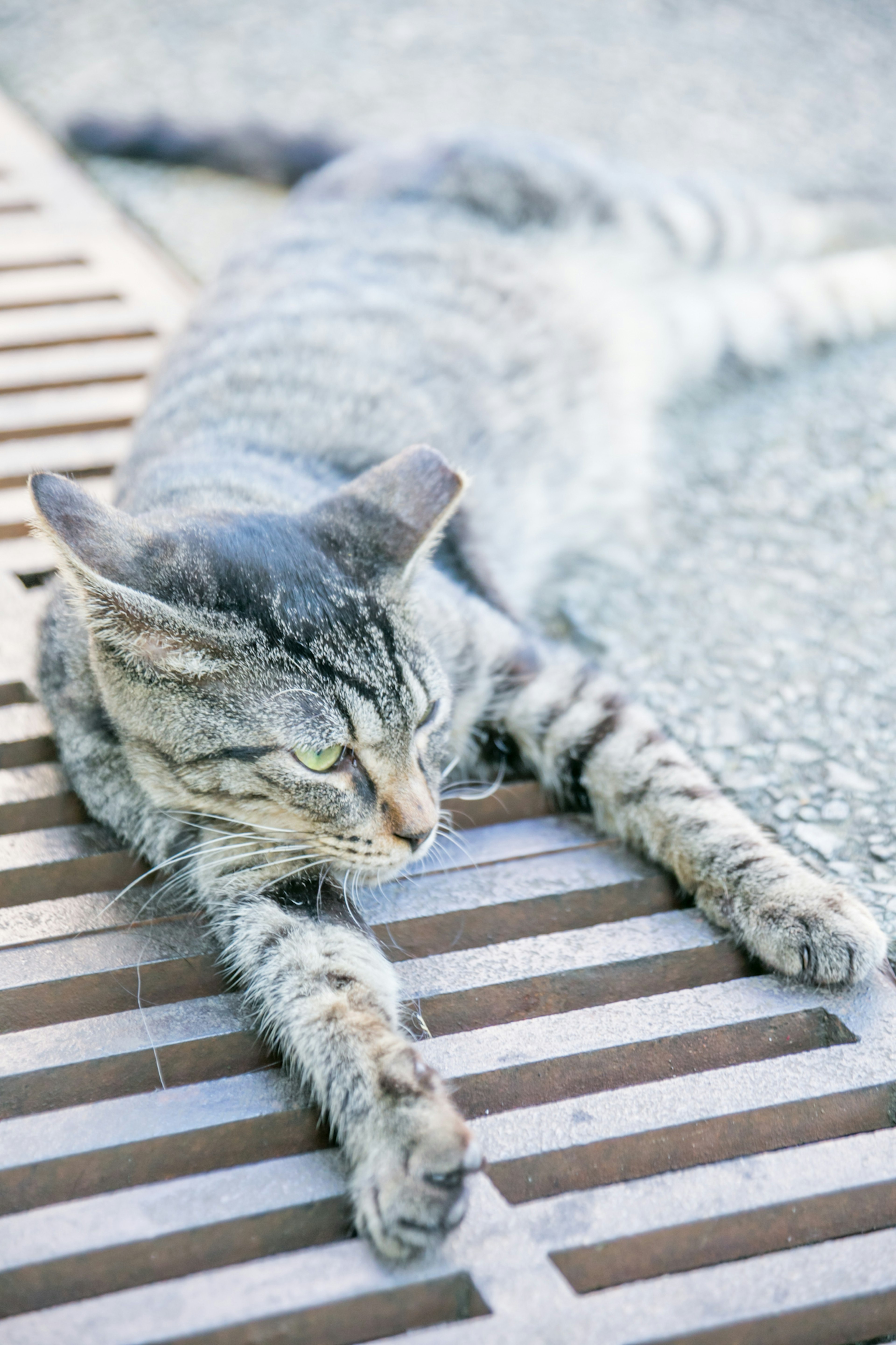 Gray cat lounging on a drainage grate