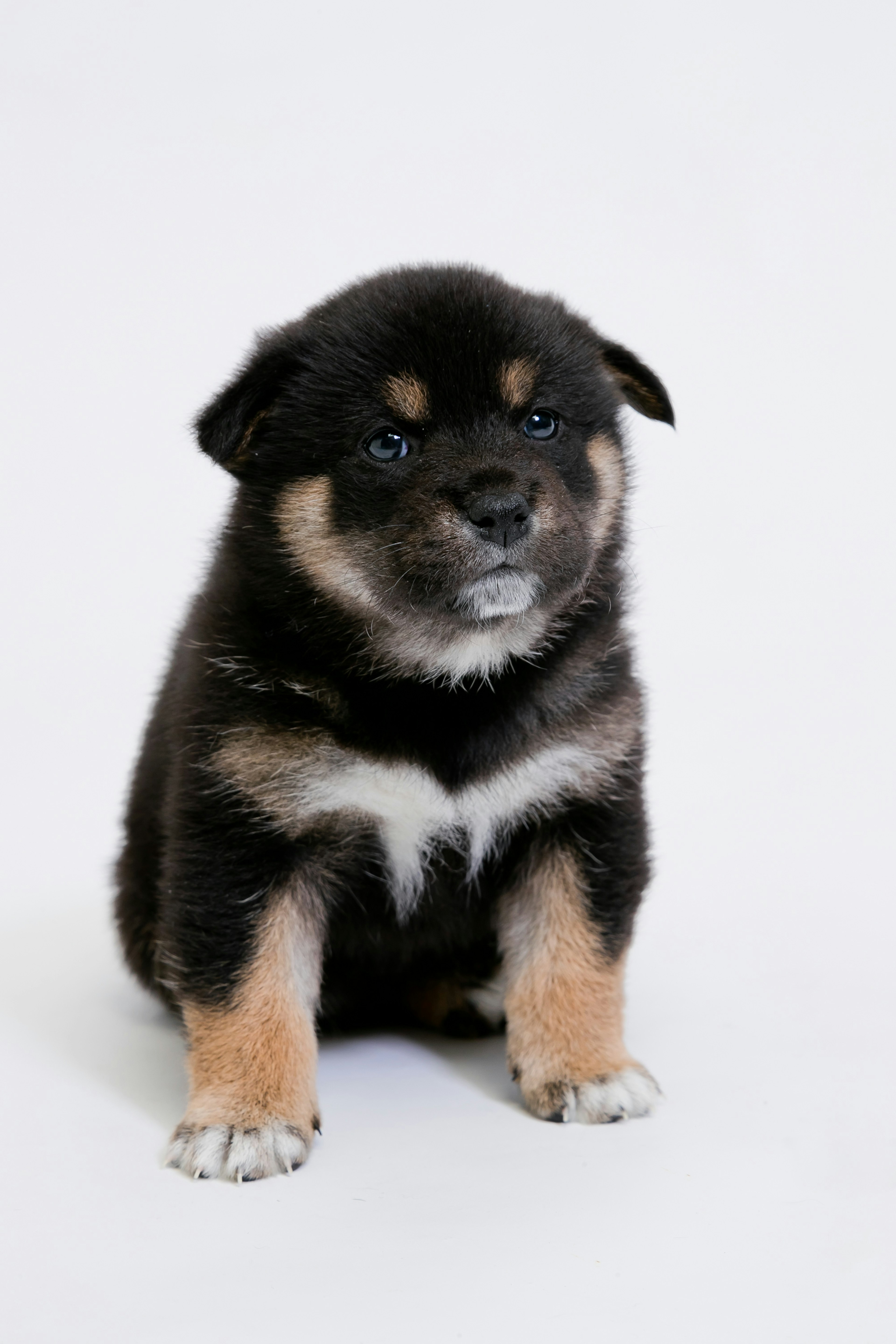 Schwarzer und brauner Shiba Inu Welpe sitzt vor einem weißen Hintergrund