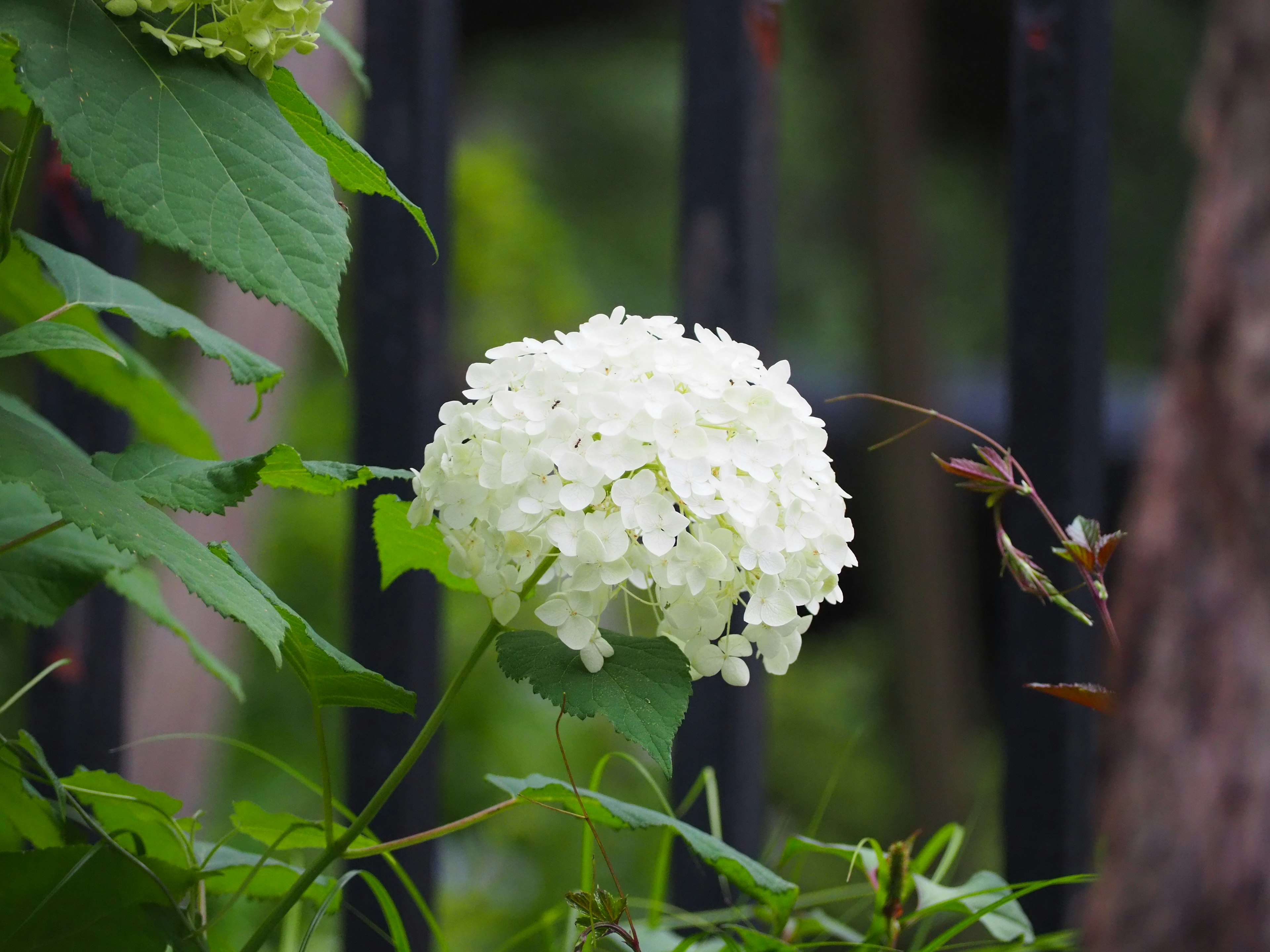 白いアジサイの花が緑の葉に囲まれている