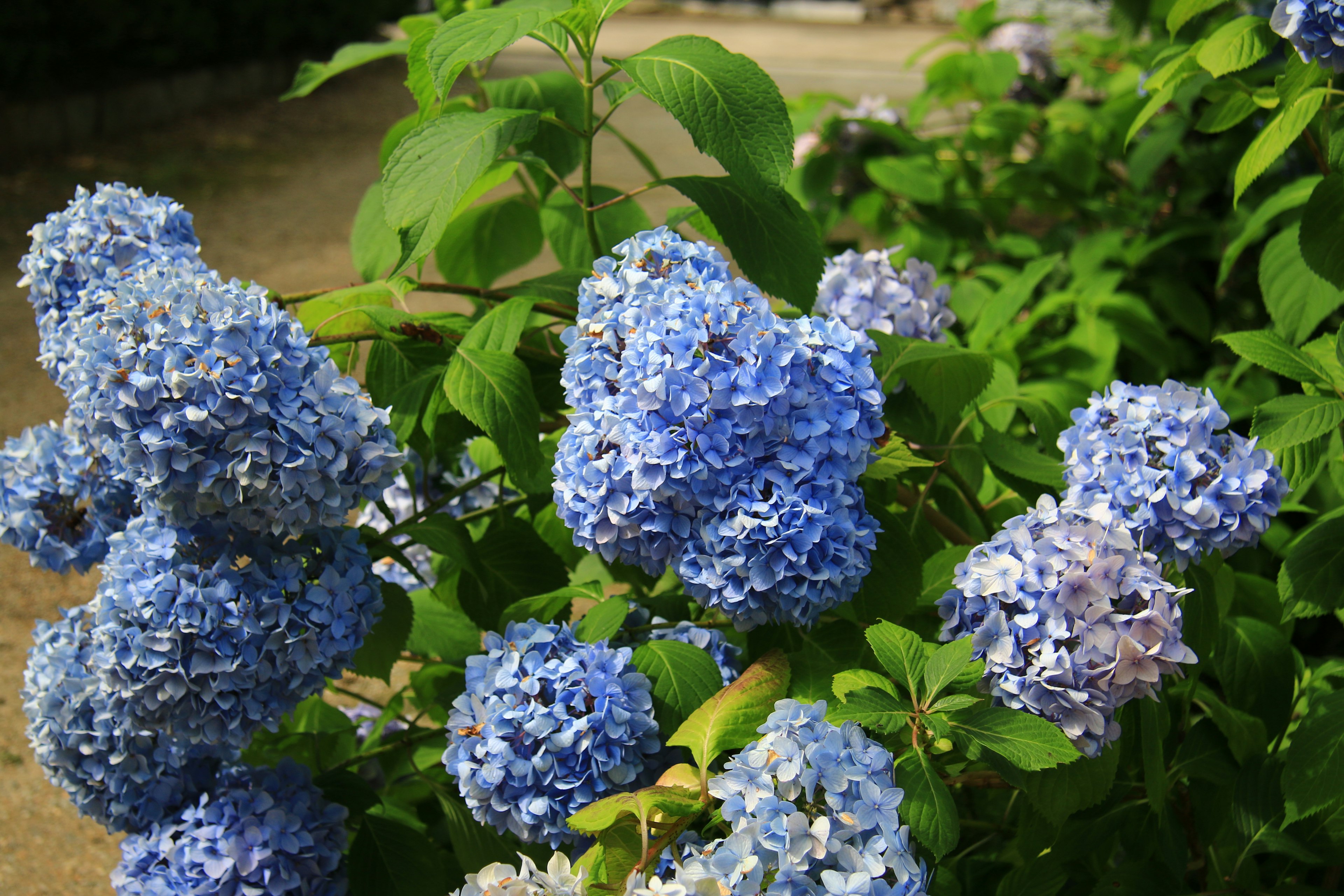 Bunga hydrangea biru yang mekar dikelilingi daun hijau