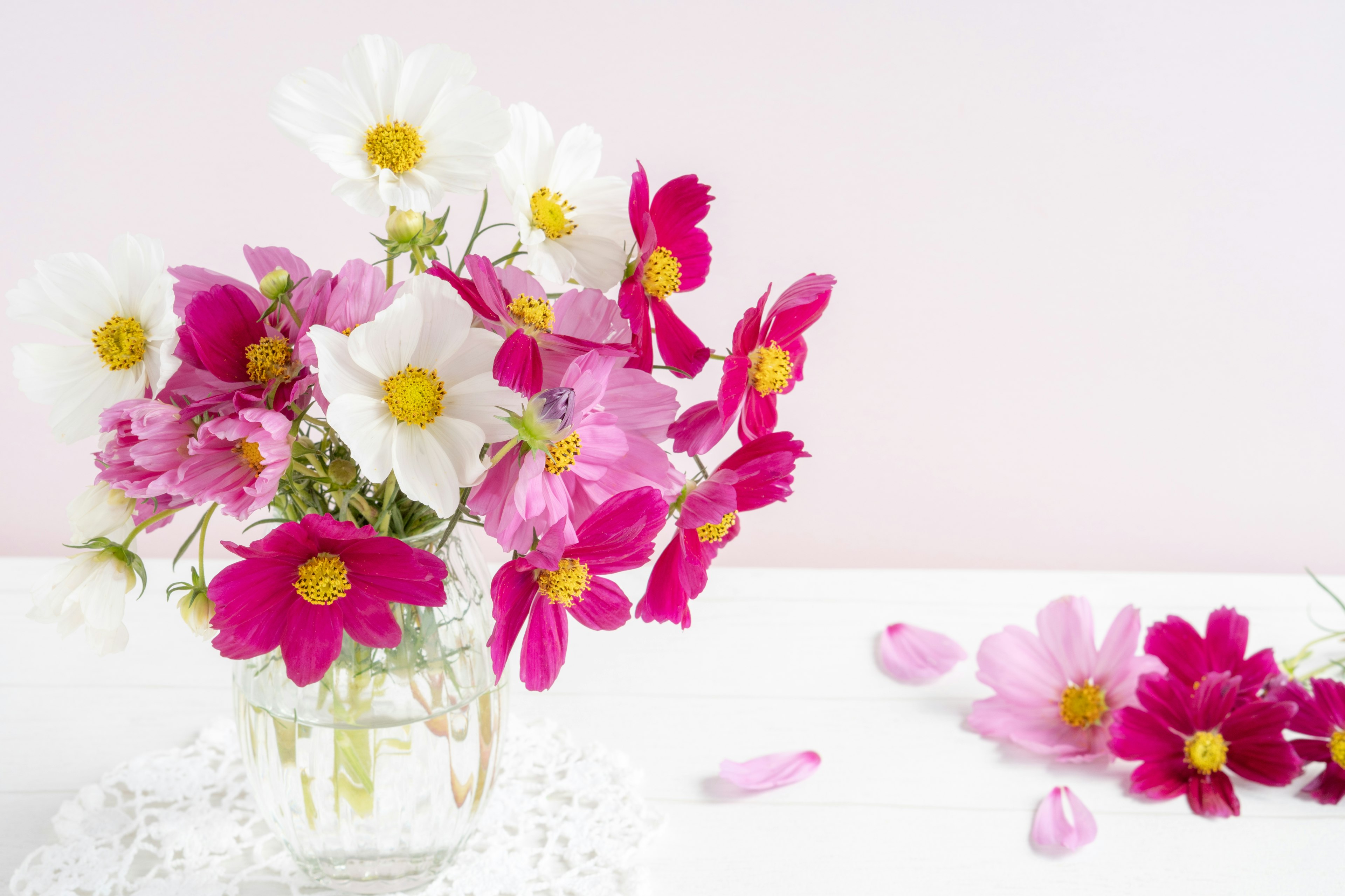 Un bouquet di fiori cosmos rosa e bianchi in un vaso di vetro