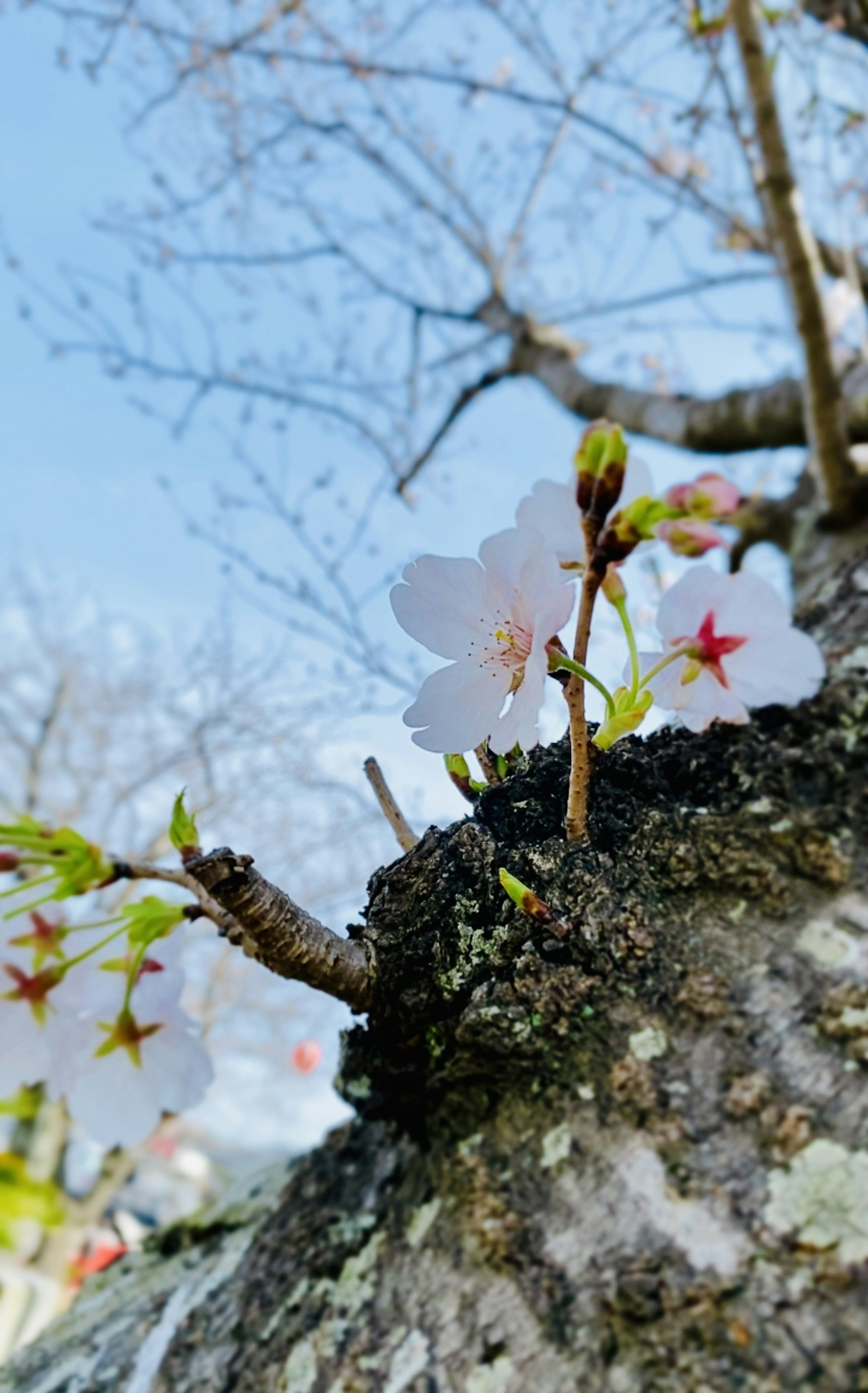 Kirschblüten, die an einem Baumzweig unter einem blauen Himmel blühen