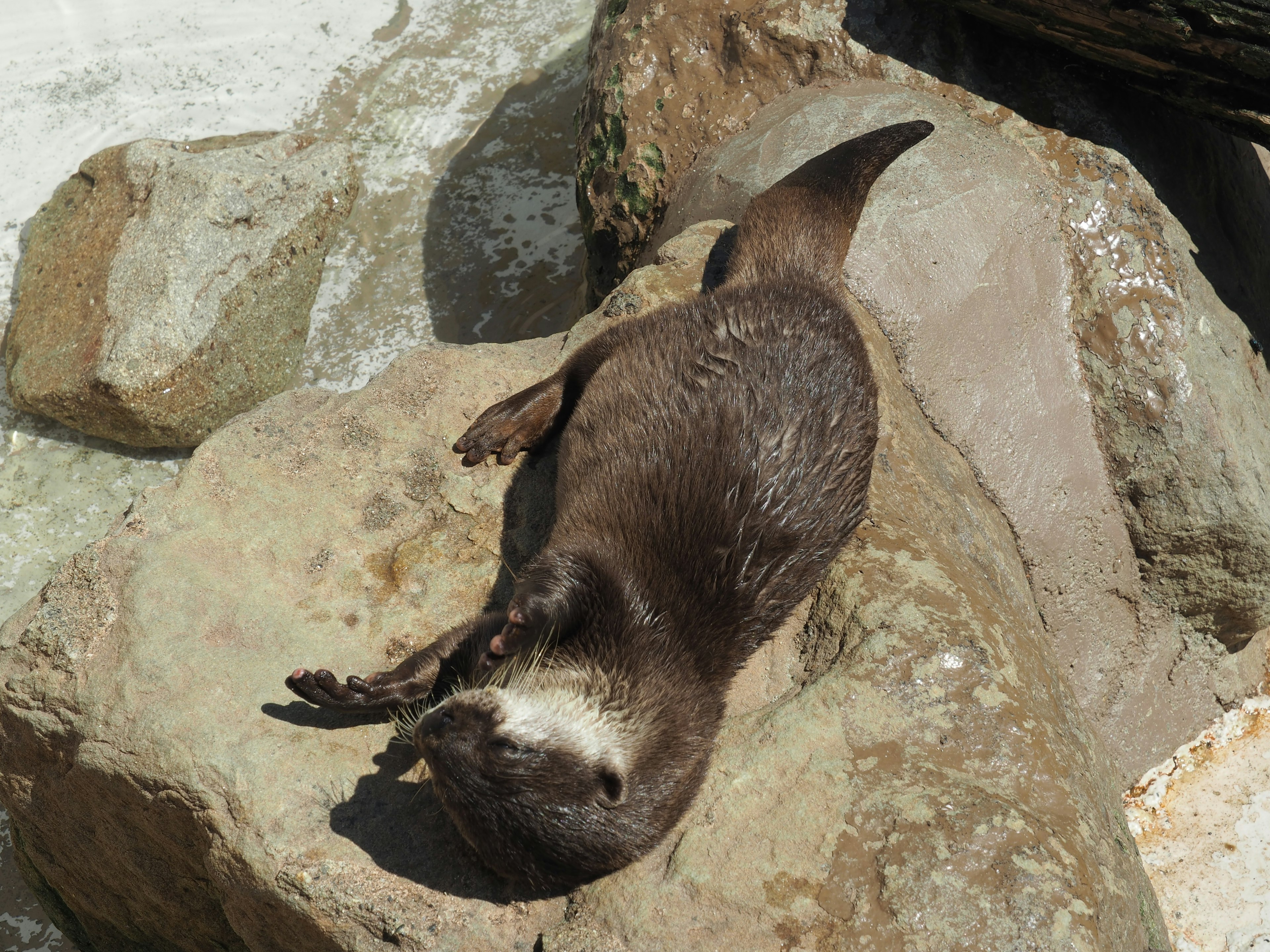 Lontra sdraiata su rocce in un ambiente naturale