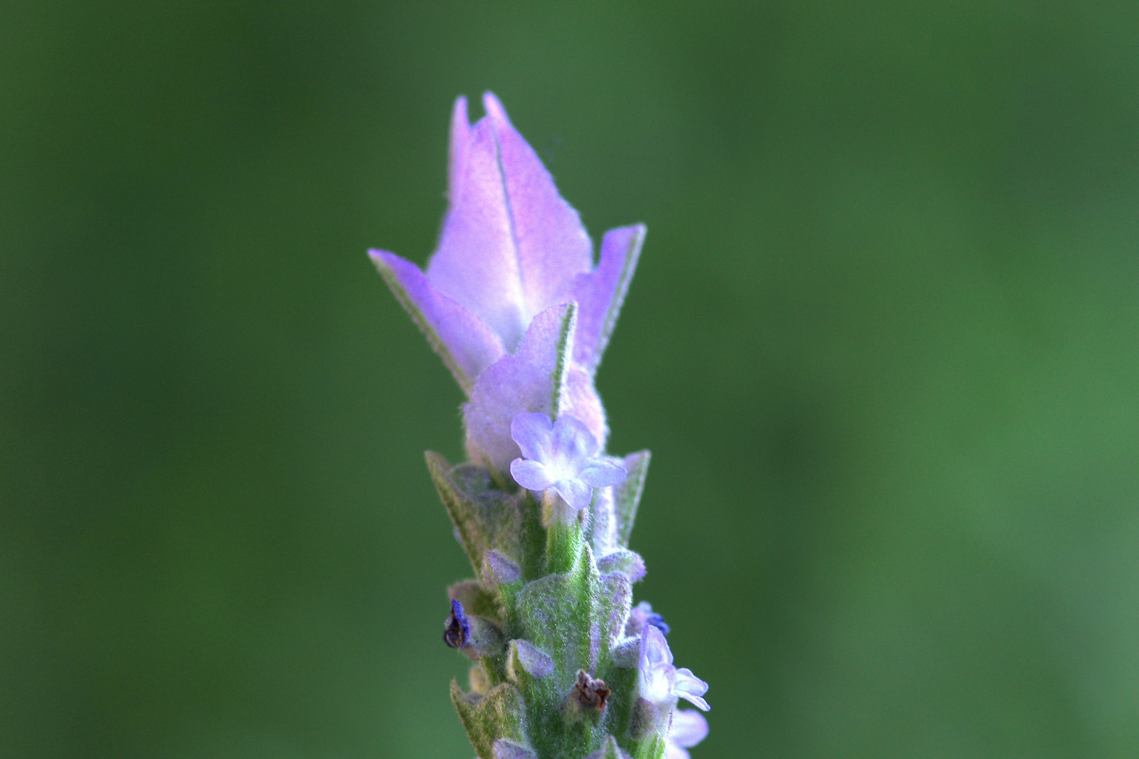 Purple flower bud with a blurred green background