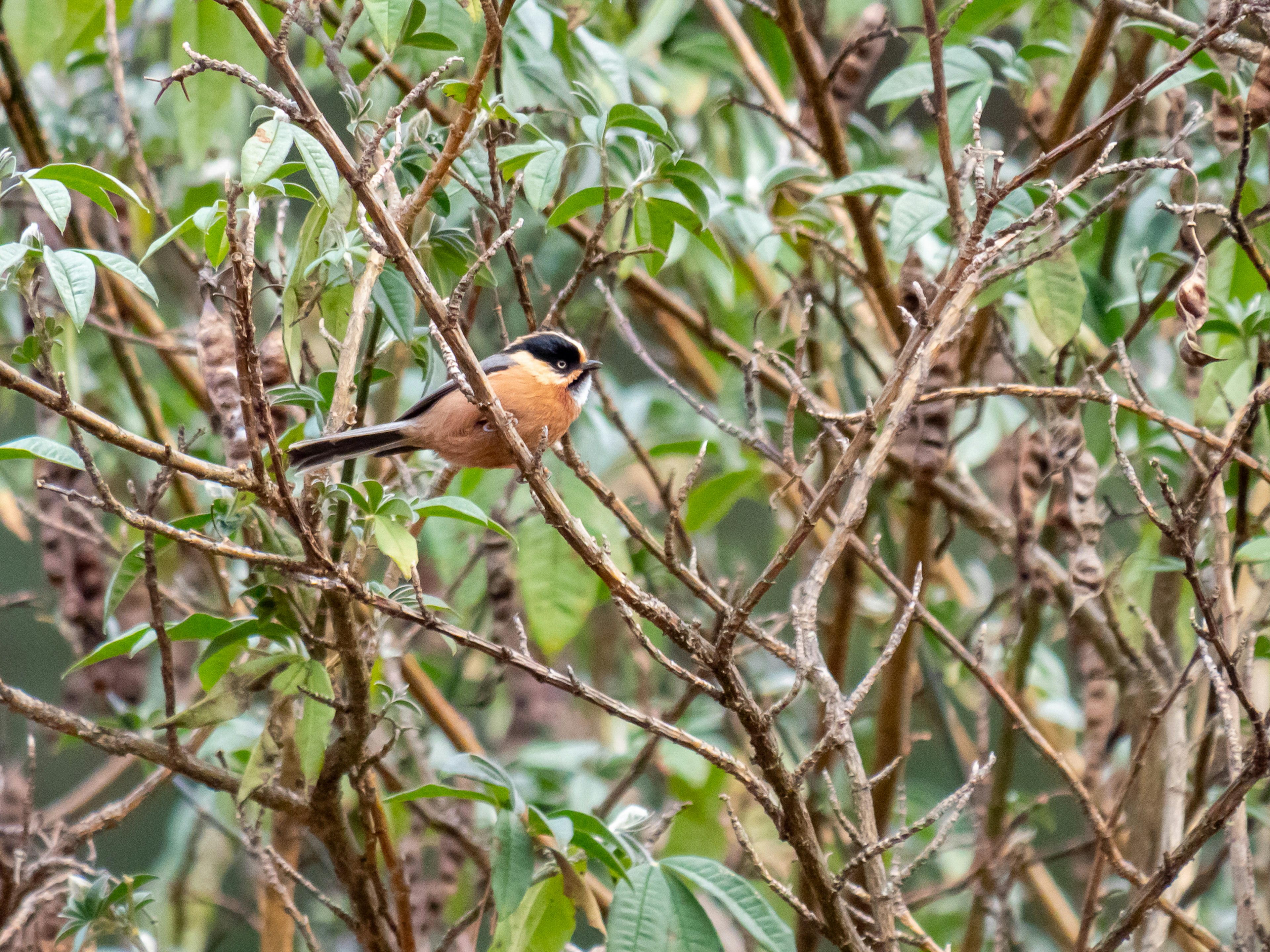 Un pequeño pájaro posado en una rama rodeado de hojas verdes y ramitas delgadas